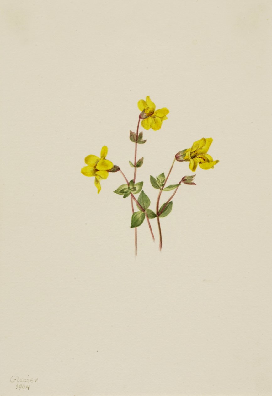 Mimulus caespitosus, 1904 - Mary Vaux Walcott