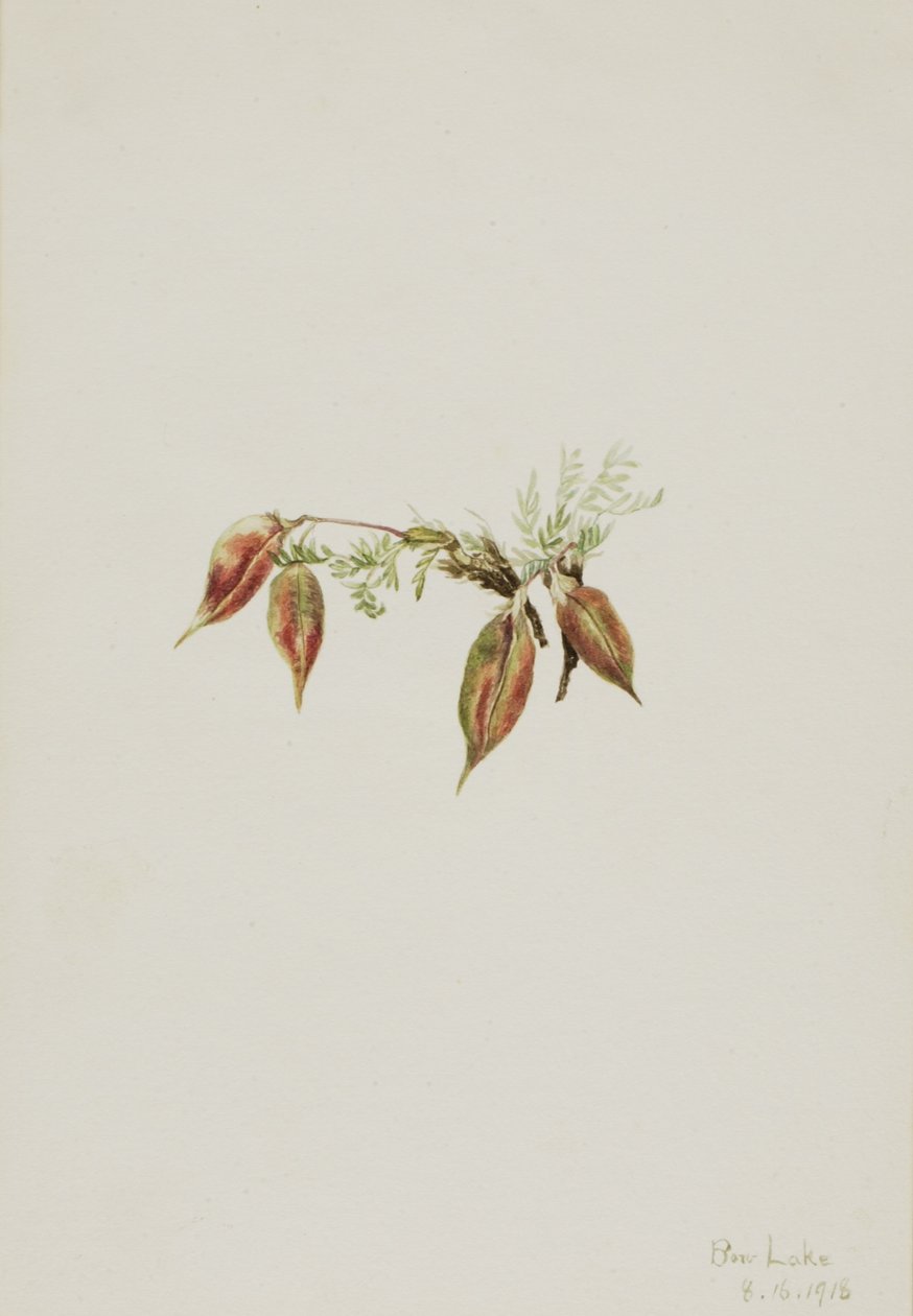 Oxytropis podocarpa (Oxytropis podocarpa) - Mary Vaux Walcott