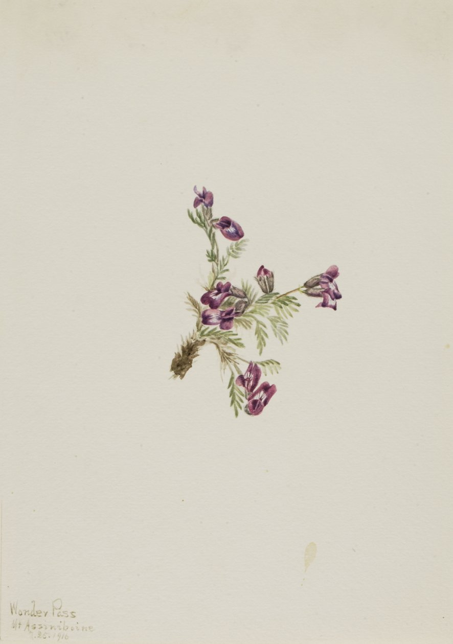 Oxytropis podocarpa, 1916 - Mary Vaux Walcott