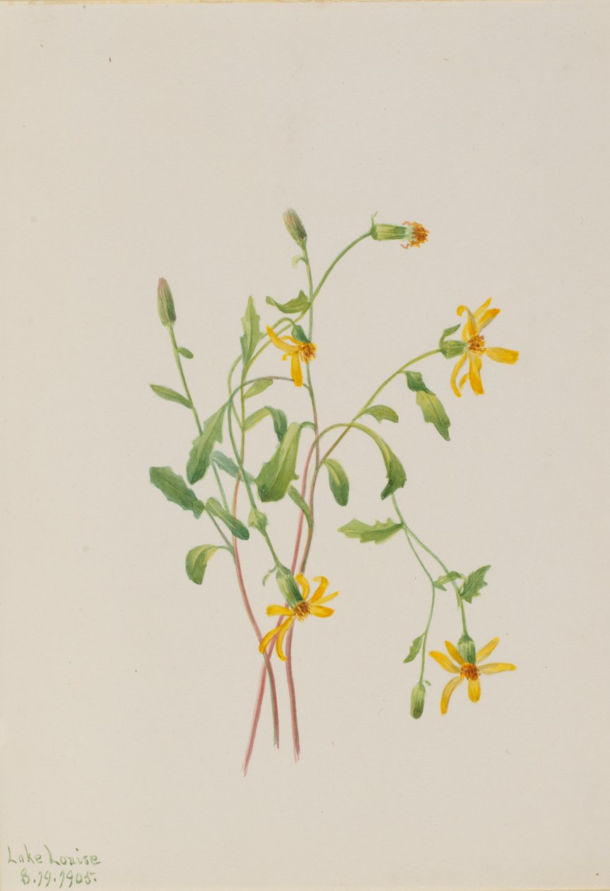Séneçon alpin Senecio species, 1905 - Mary Vaux Walcott