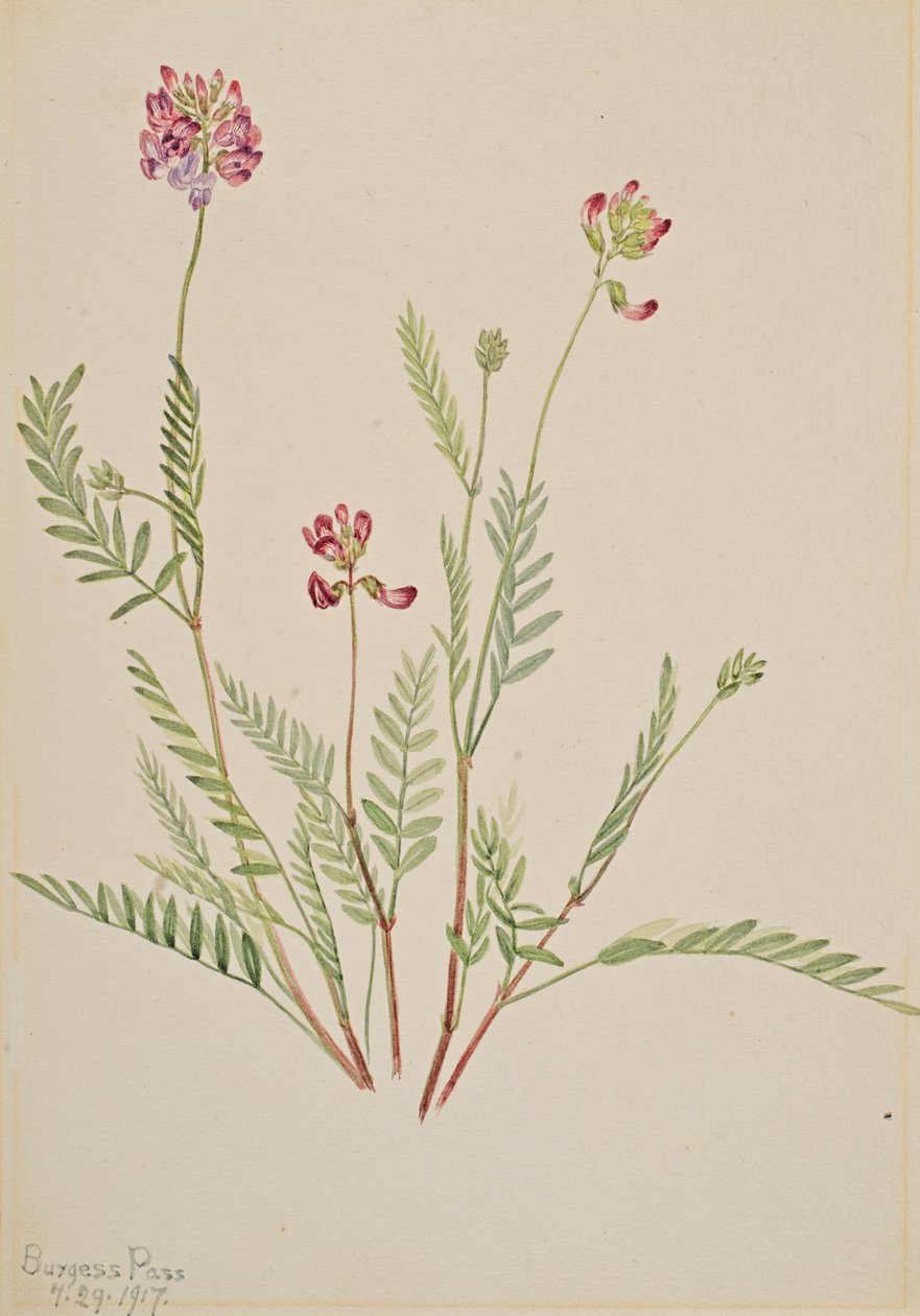 Vesce alpine Astragalus bourgovii, 1917 - Mary Vaux Walcott