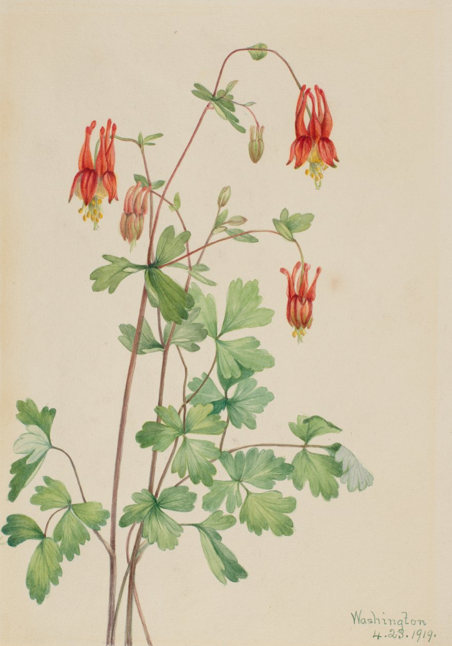 Ancolie du Canada Aquilegia canadensis, 1919 - Mary Vaux Walcott