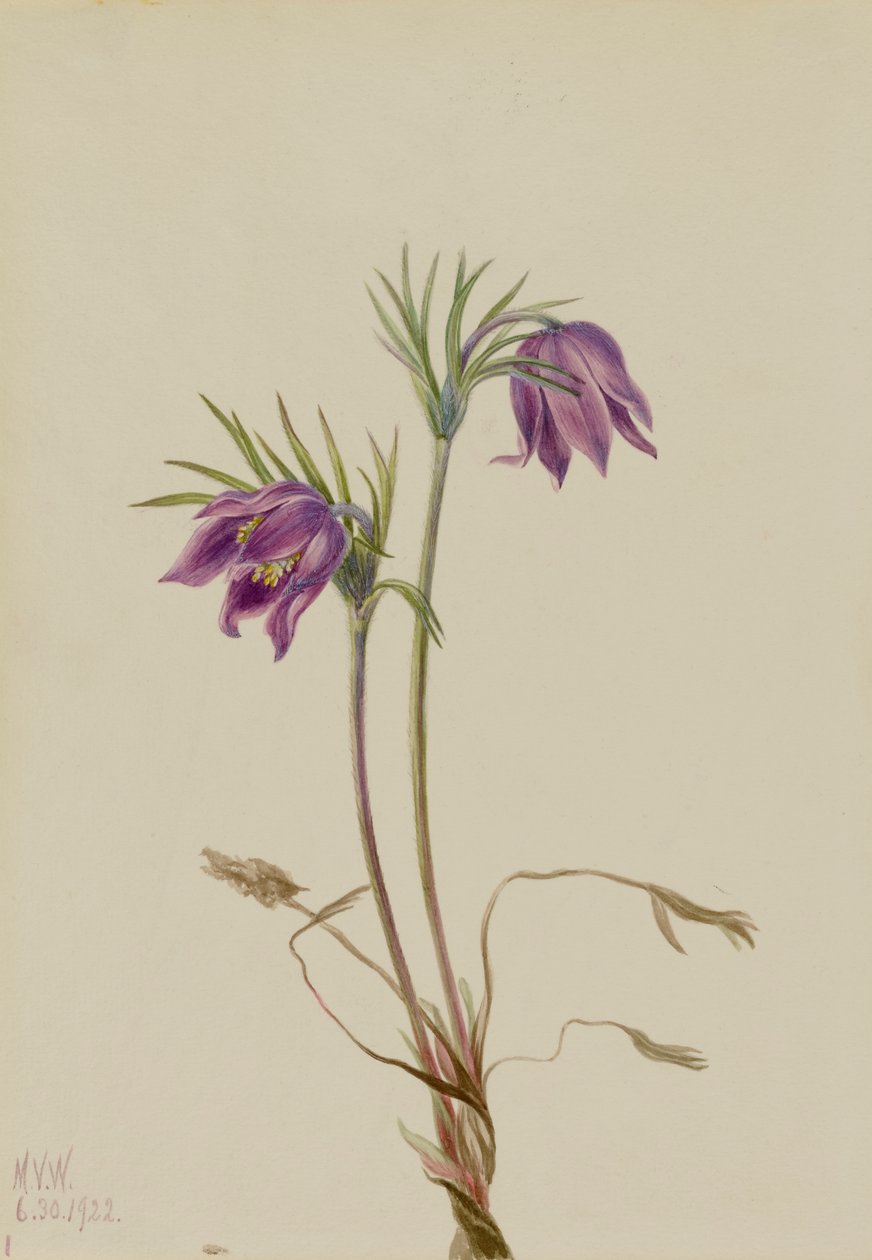 Anémone de l