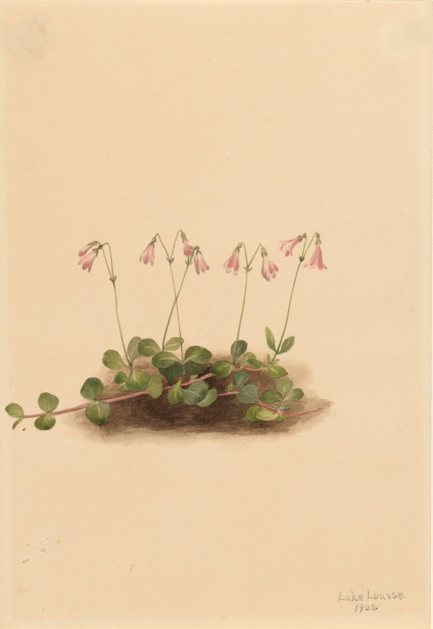 Linnaea borealis americana, 1902 - Mary Vaux Walcott