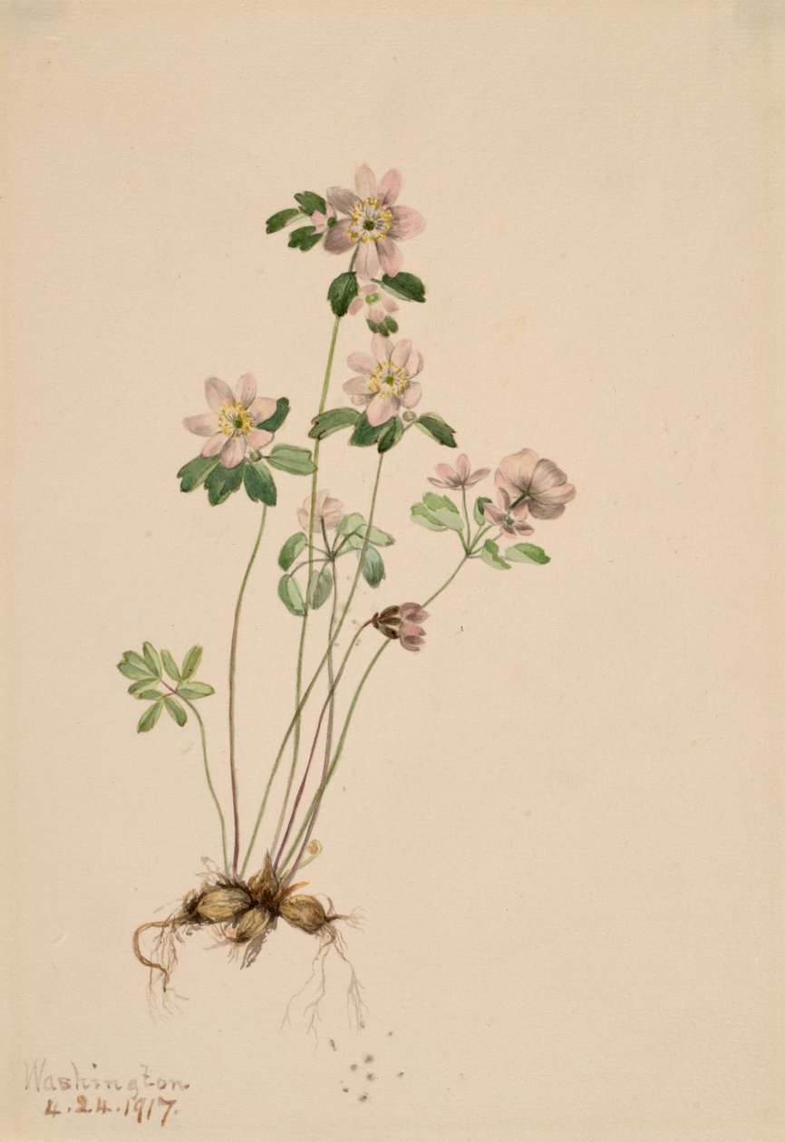 Anemonella Syndesmon thalictroides, 1917 - Mary Vaux Walcott