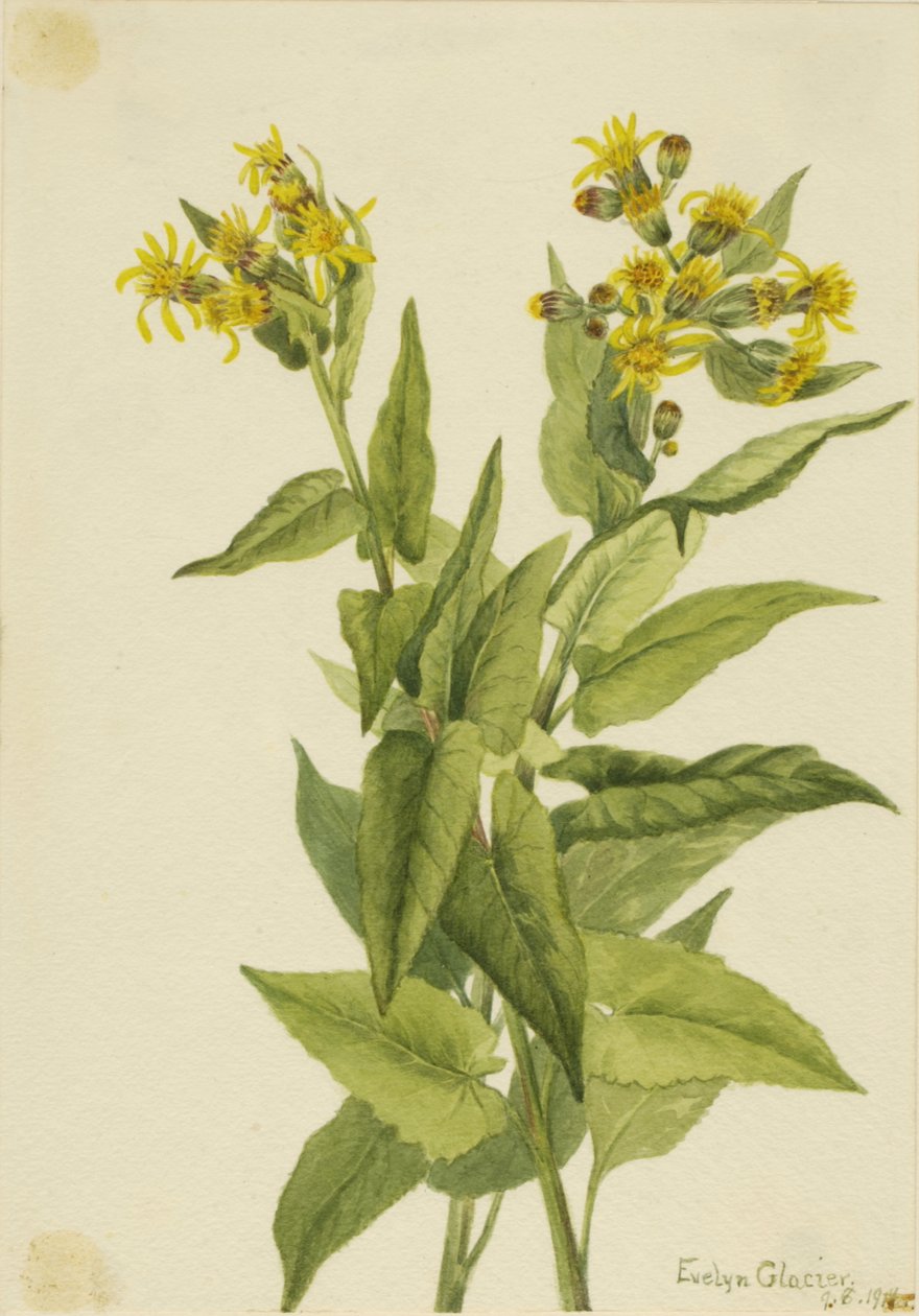 Séneçon à feuilles triangulaires - Mary Vaux Walcott