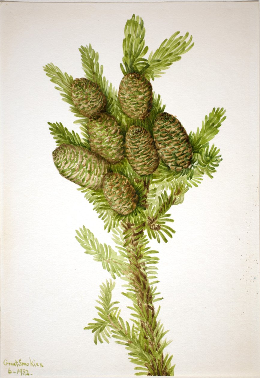 Sapin baumier (Albies fraseri) - Mary Vaux Walcott