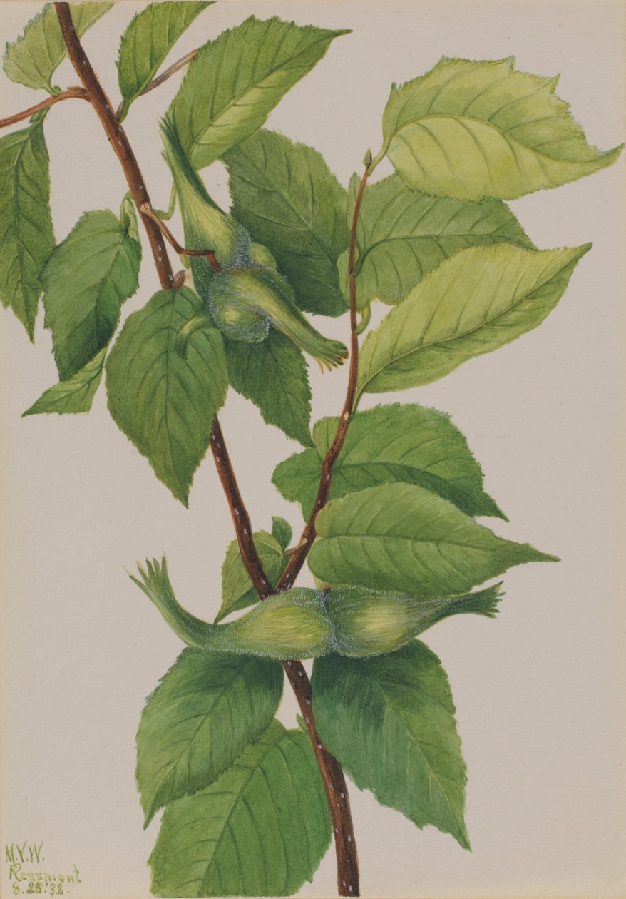 Noisette à bec (Corylus rostrata) - Mary Vaux Walcott