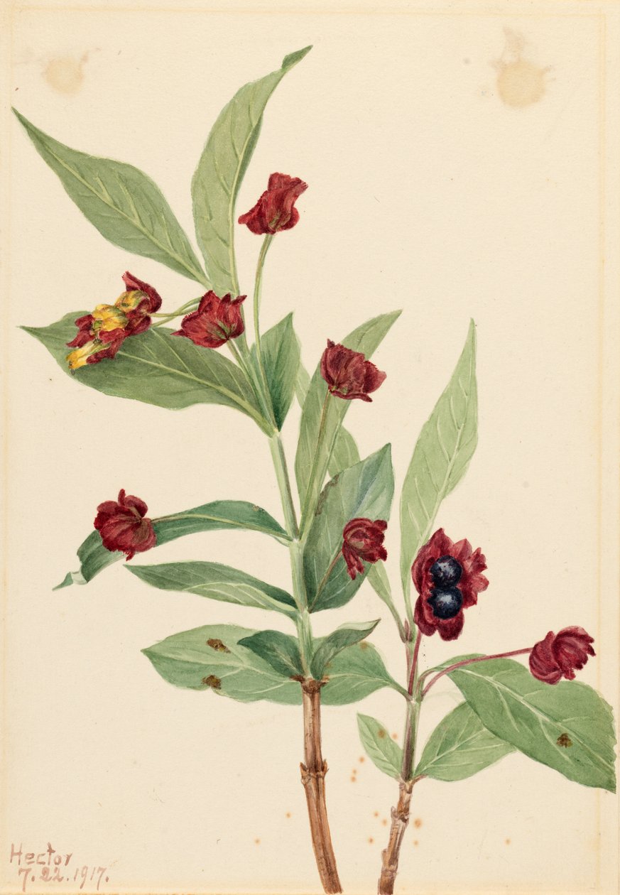 Chèvrefeuille de la busserole (Lonicera involucrata) - Mary Vaux Walcott