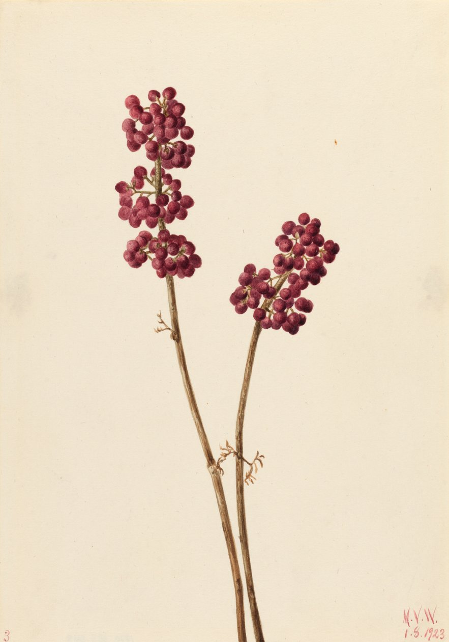 Callicarpe d