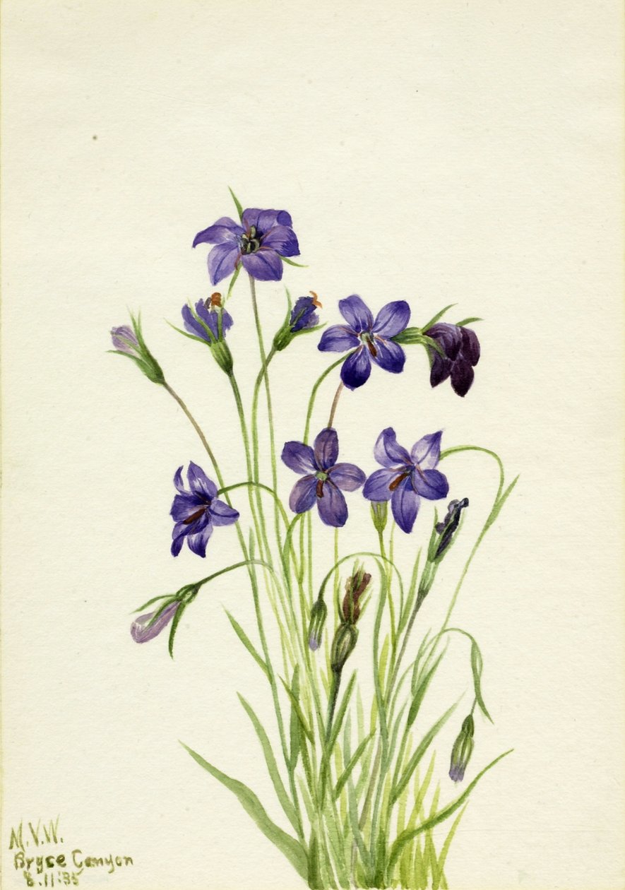 Campanule (Campanula) - Mary Vaux Walcott
