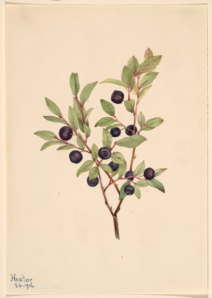 Myrtille à gros fruits (Vaccinium membranaceum) - Mary Vaux Walcott