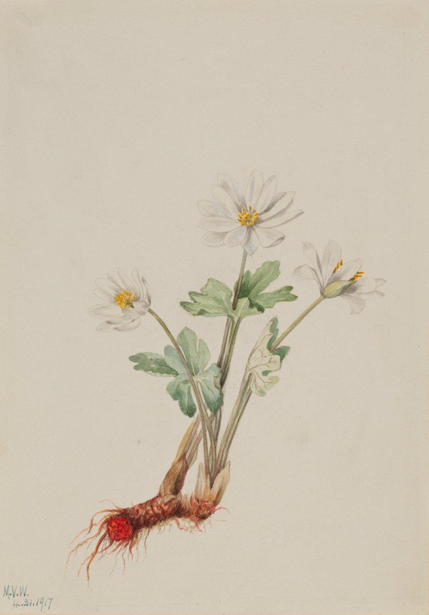 Sanguinaire (Sanguinaria canadensis) - Mary Vaux Walcott