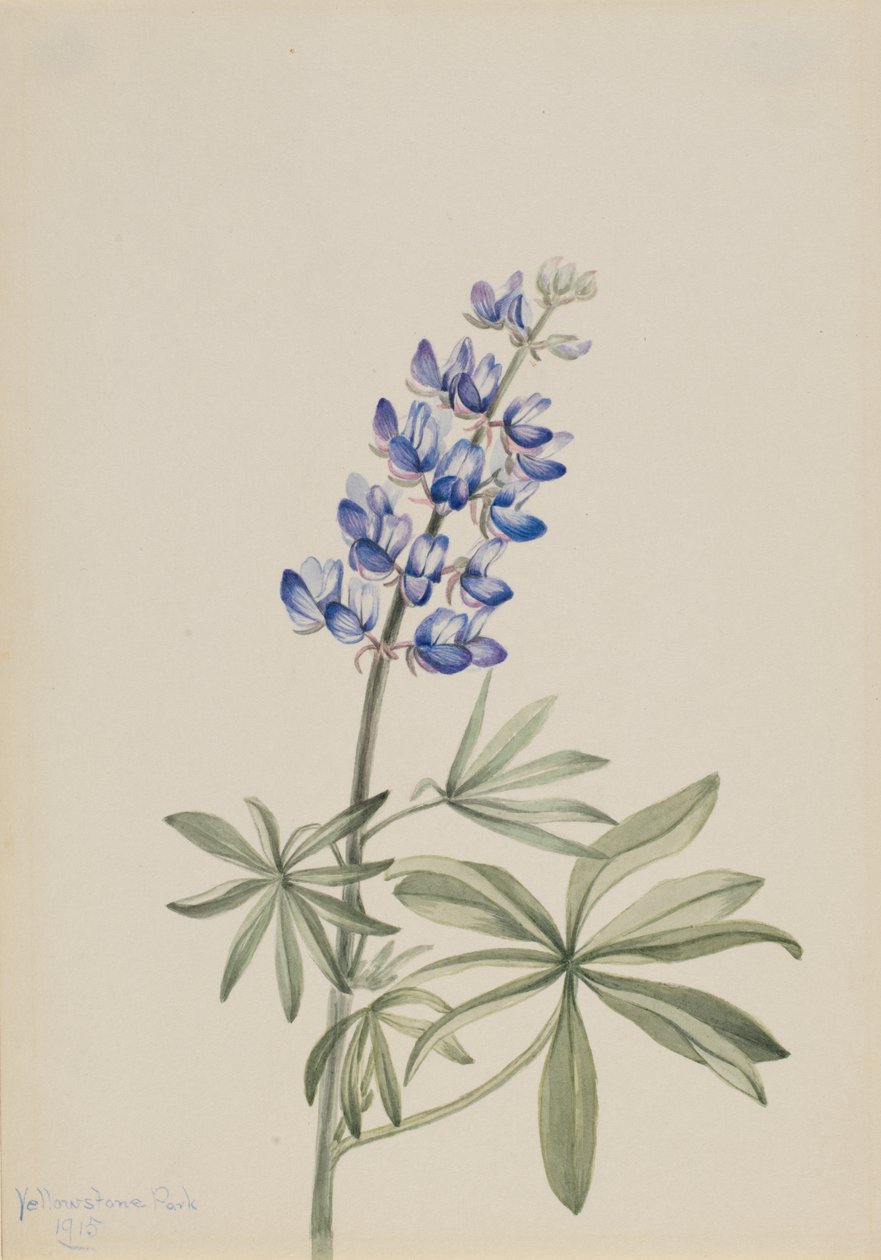 Lupin bleu Lupinus argenteus, 1915 - Mary Vaux Walcott