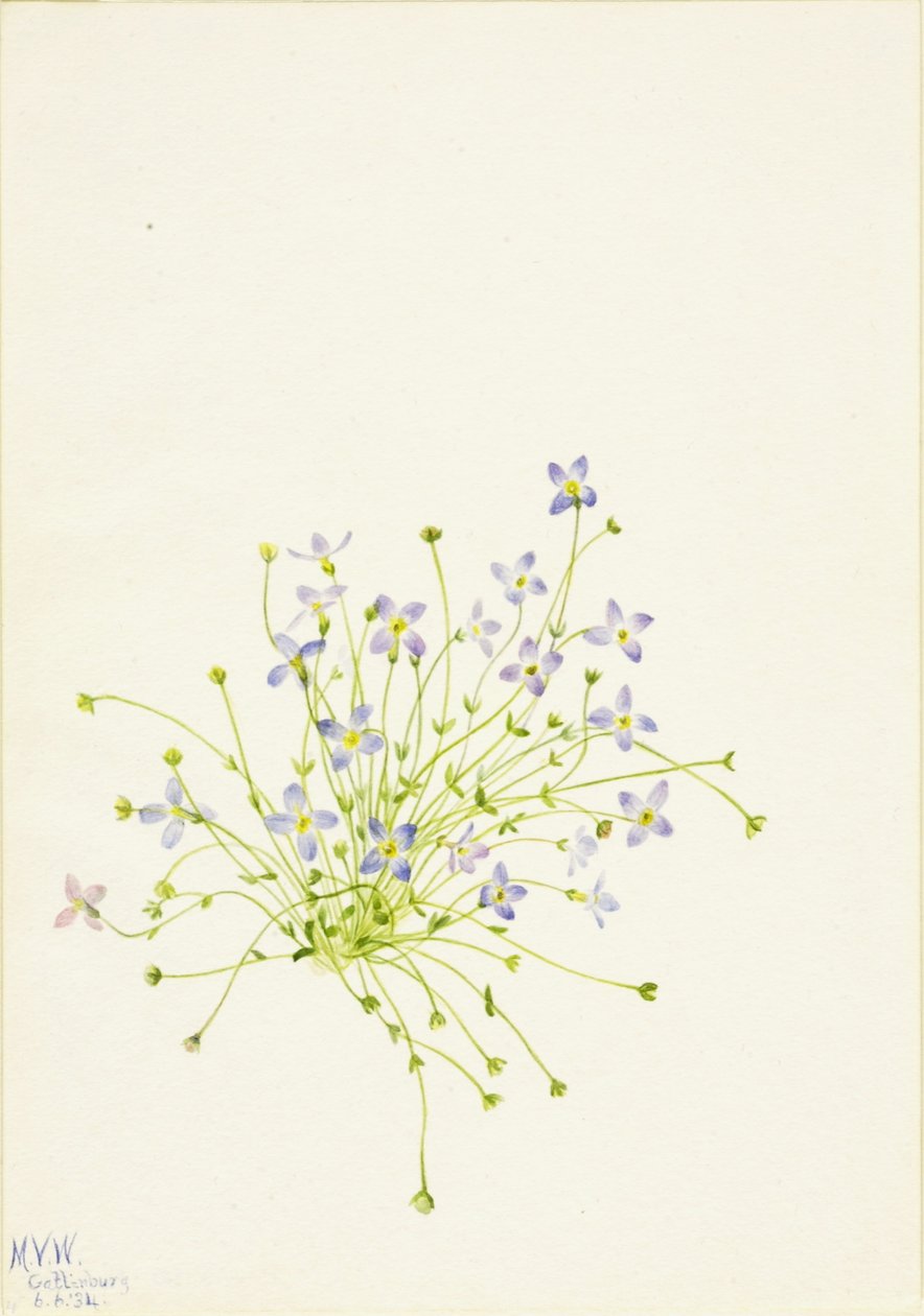 Bluets (Houstonia serpyllifolia) - Mary Vaux Walcott