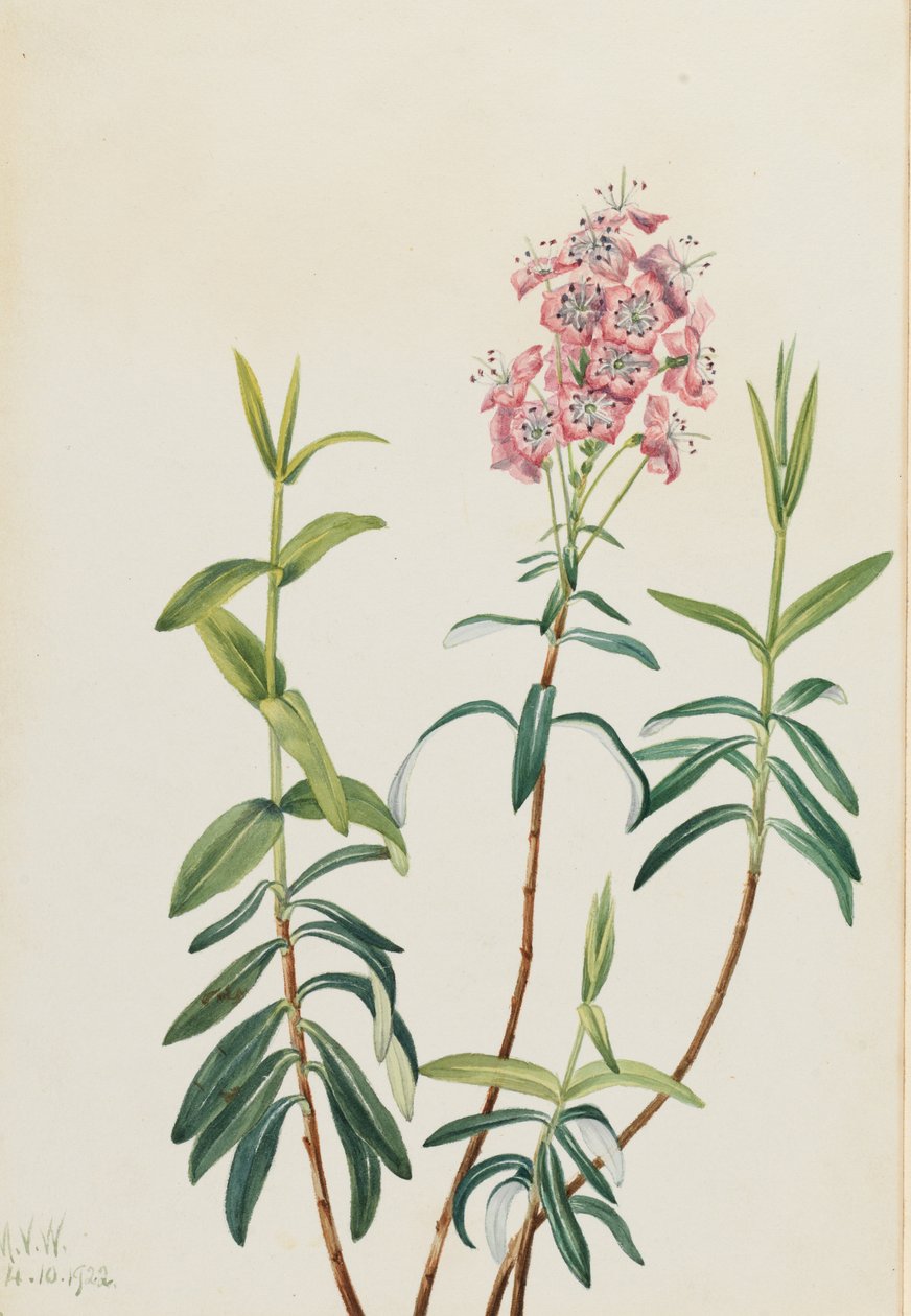 Kalmia des tourbières (Kalmia polifolia) - Mary Vaux Walcott