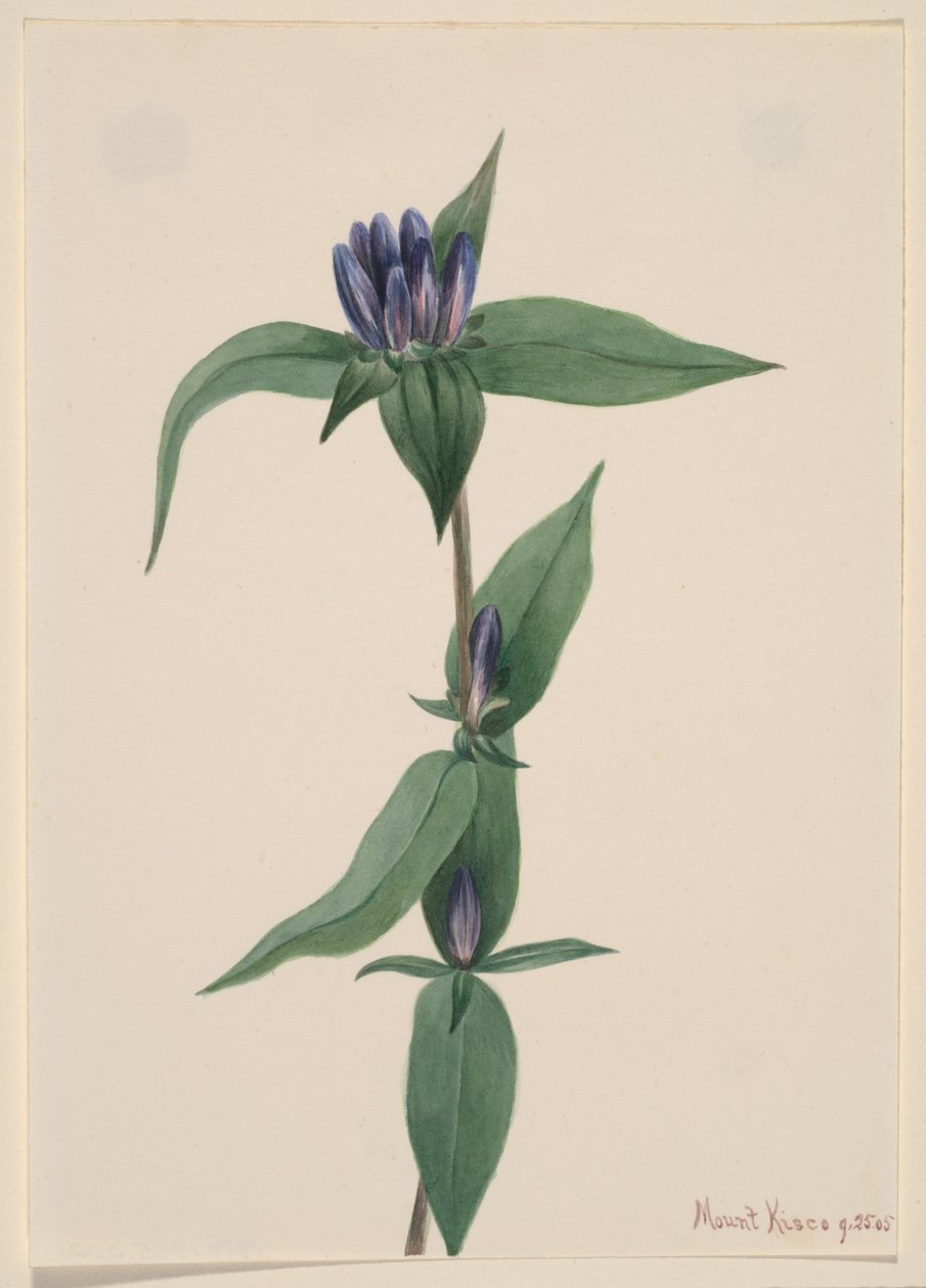 Gentiane bouteille Gentiana saponaria, 1905 - Mary Vaux Walcott