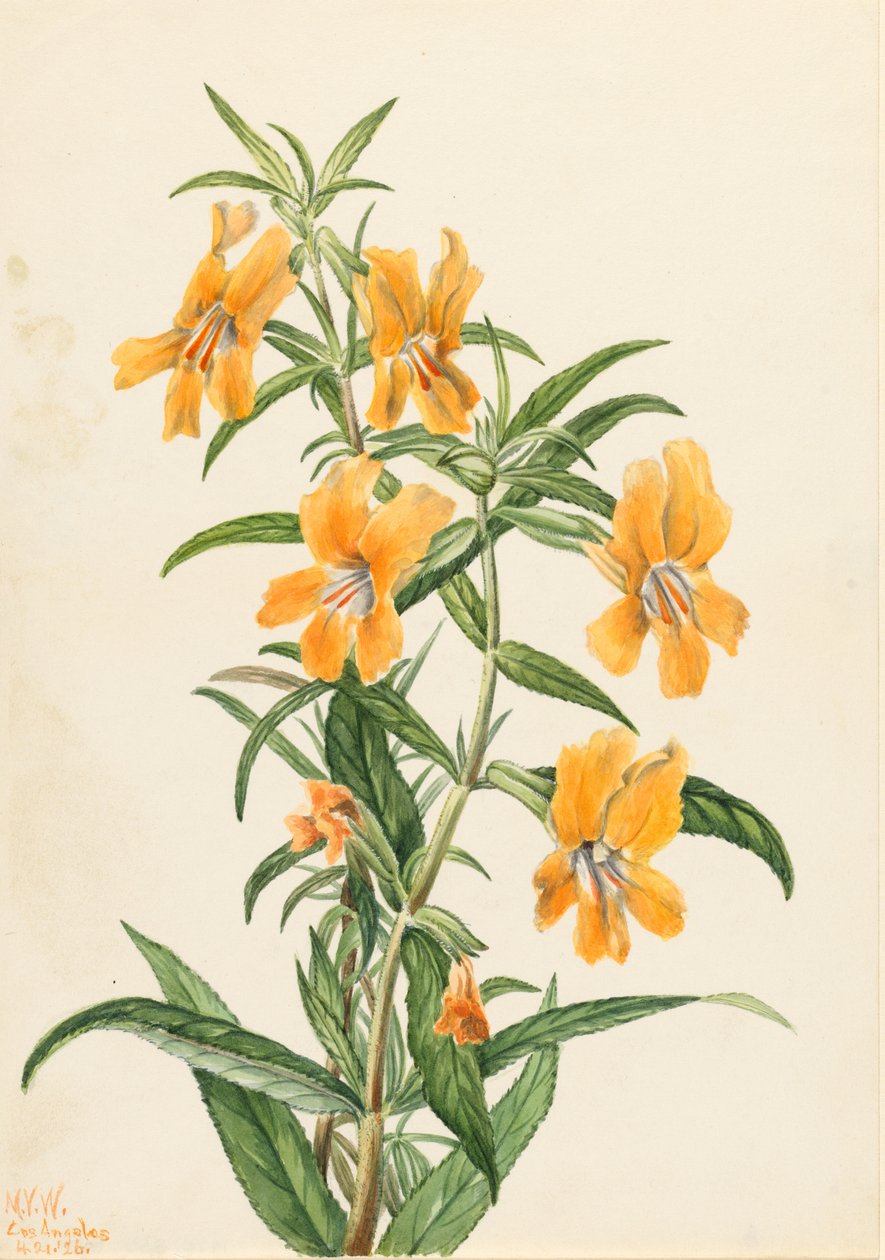 Diplacus longiflorus (Diplacus longiflorus) - Mary Vaux Walcott