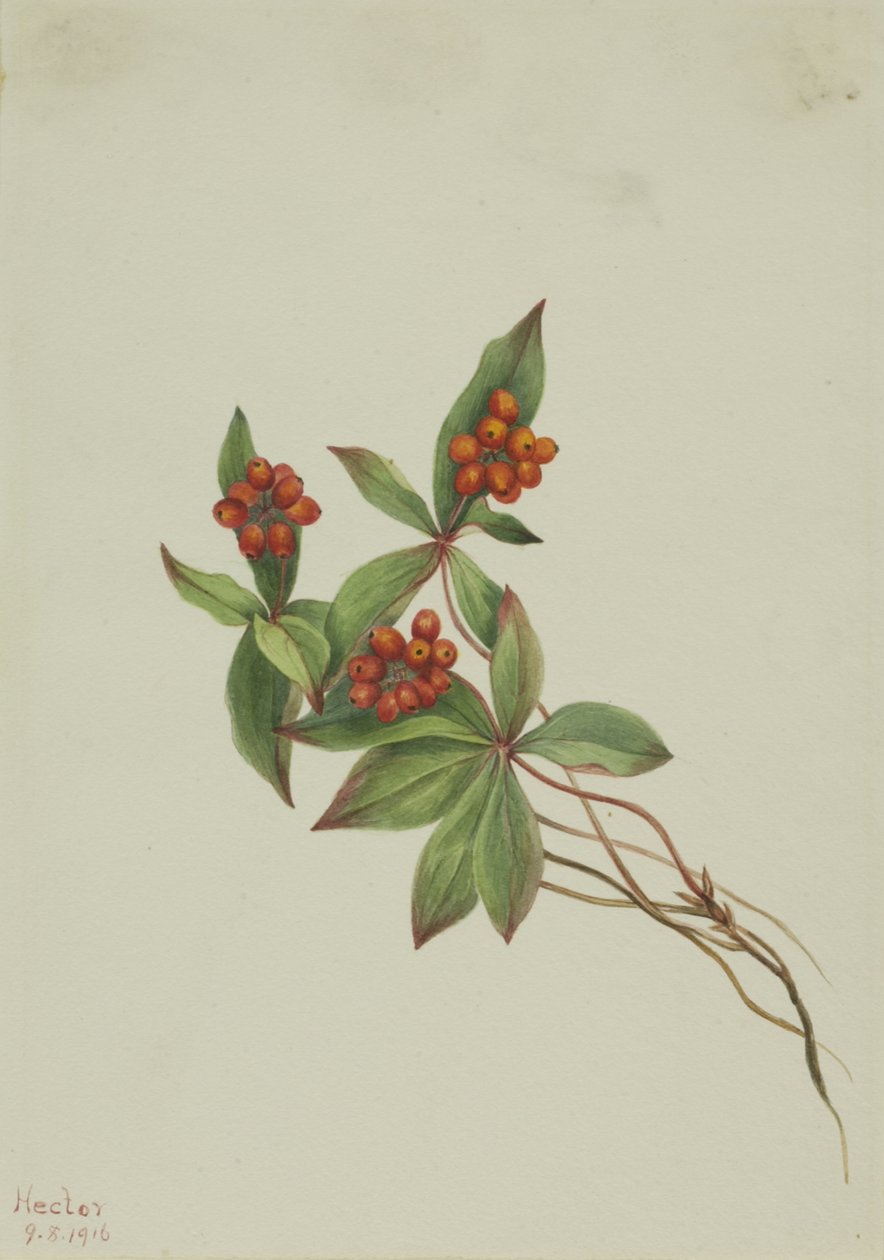 Cornouiller du Canada, 1916 - Mary Vaux Walcott