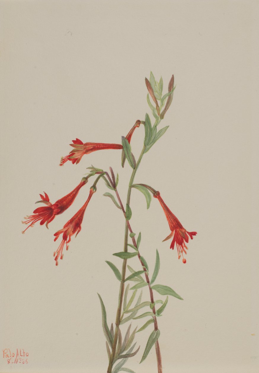 Fuchsia de Californie Zauschneria californica, 1936 - Mary Vaux Walcott