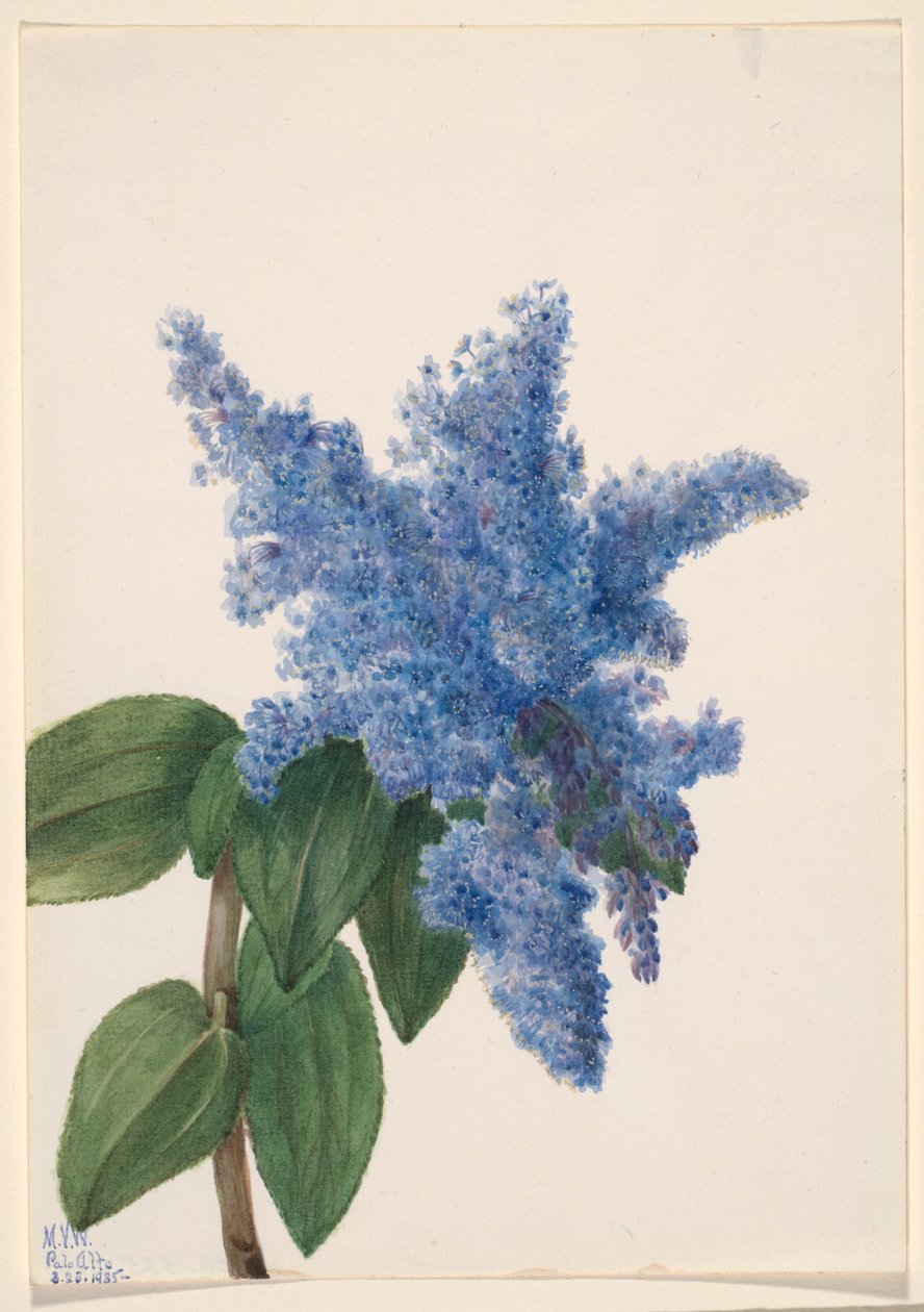 Lilas de Californie (Ceanothus thyrsiflorus) - Mary Vaux Walcott