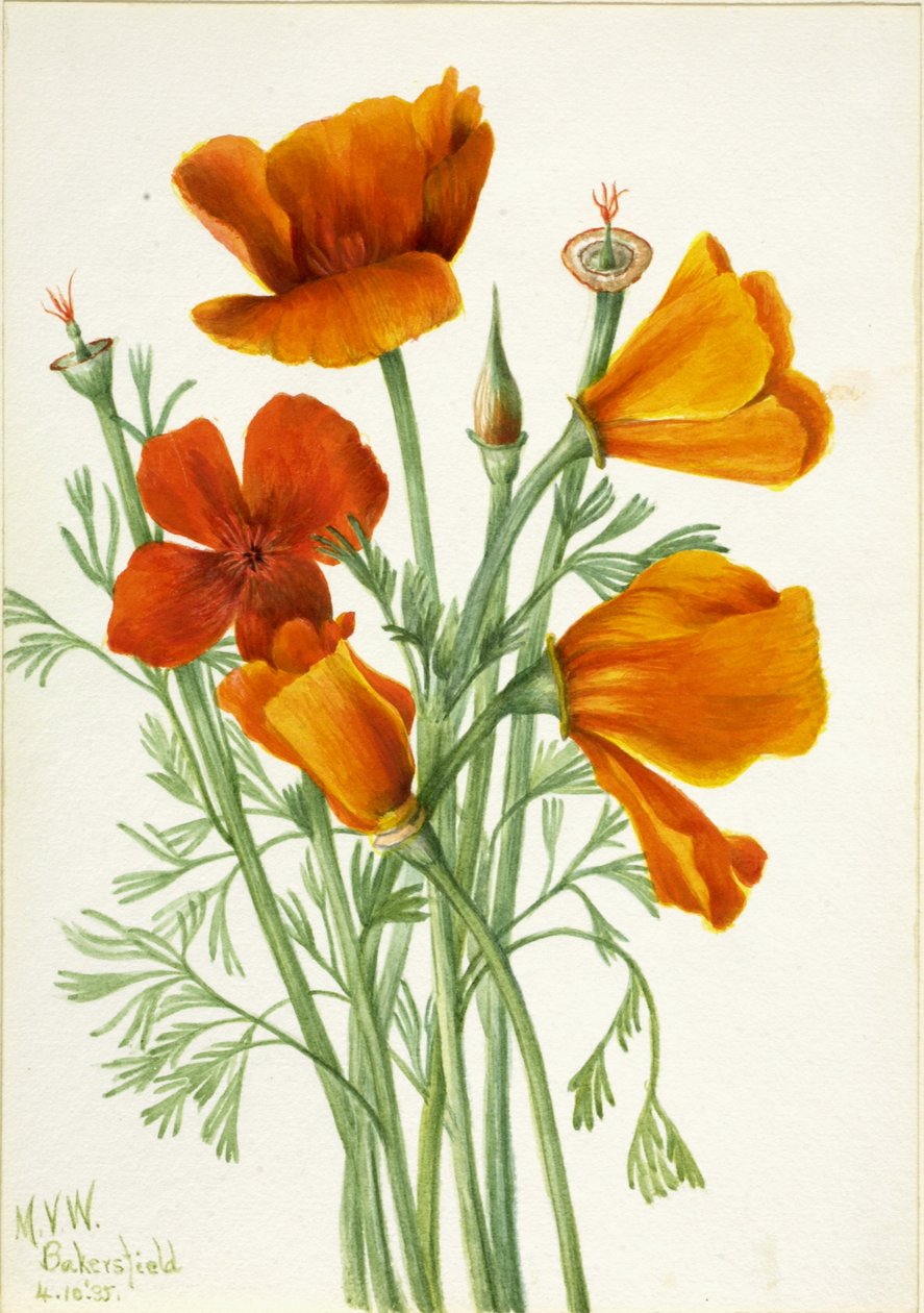 Pavot de Californie (Eschscholtzia californica) - Mary Vaux Walcott
