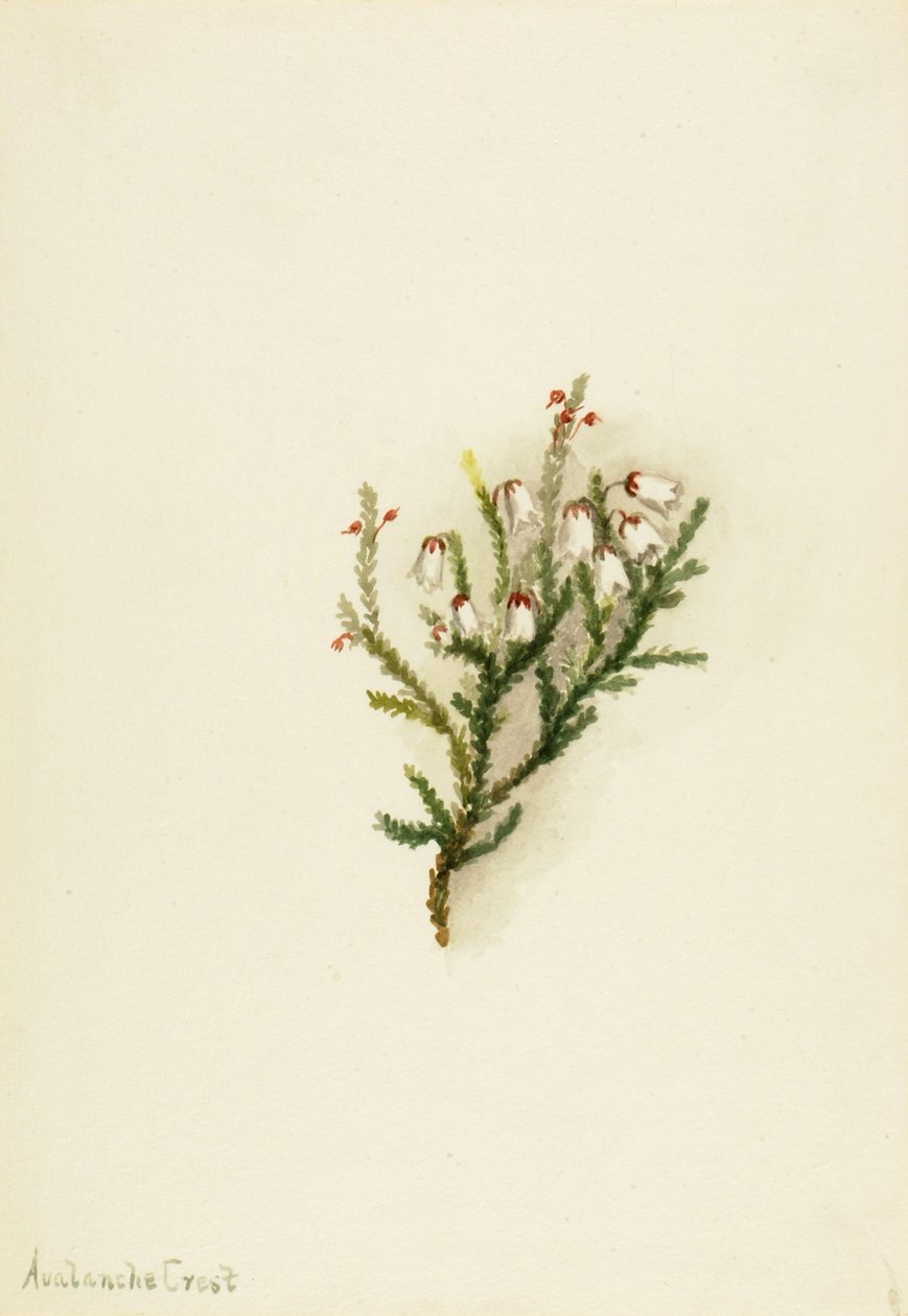 Cassiope Cassiope mertensiana - Mary Vaux Walcott