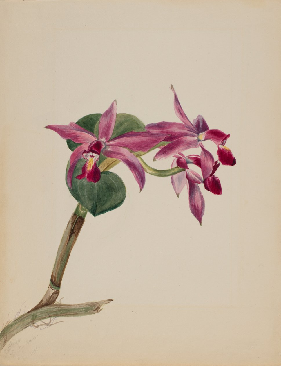 Cattlaya superbus - Mary Vaux Walcott