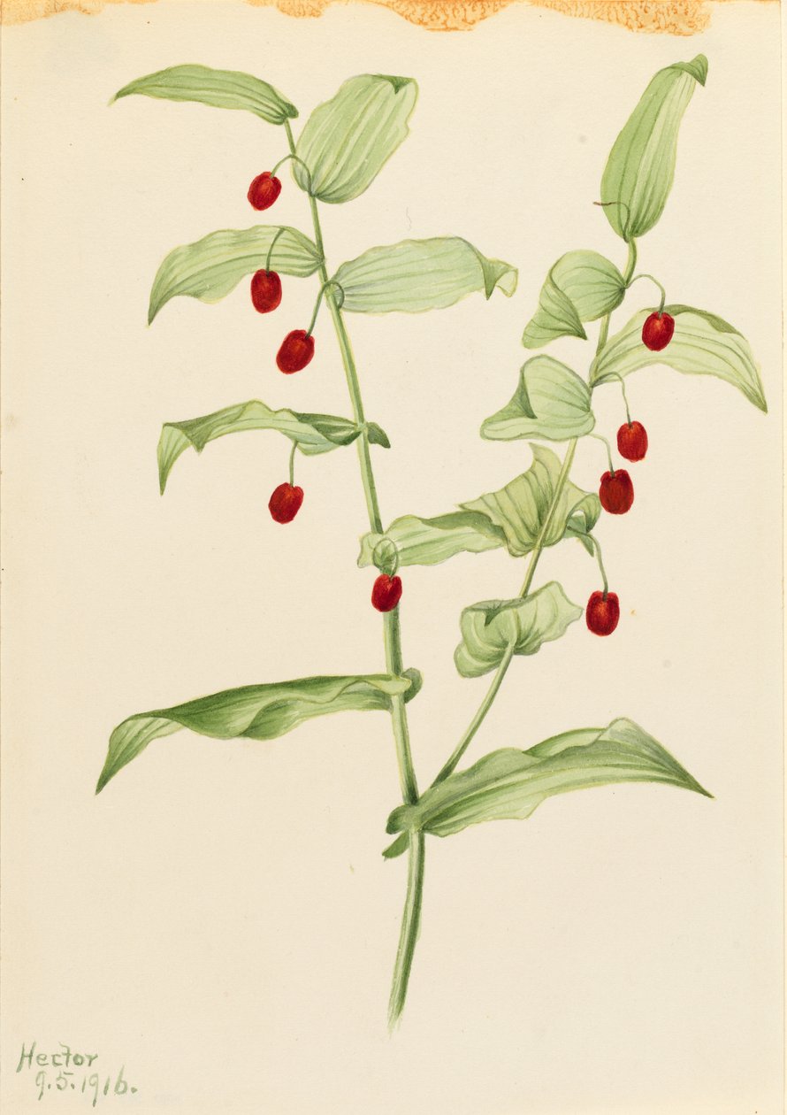 Tige torsadée agrippante (Streptopus amplexifolius) - Mary Vaux Walcott