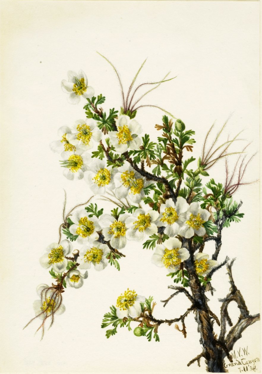 Cliffrose, 1934 - Mary Vaux Walcott