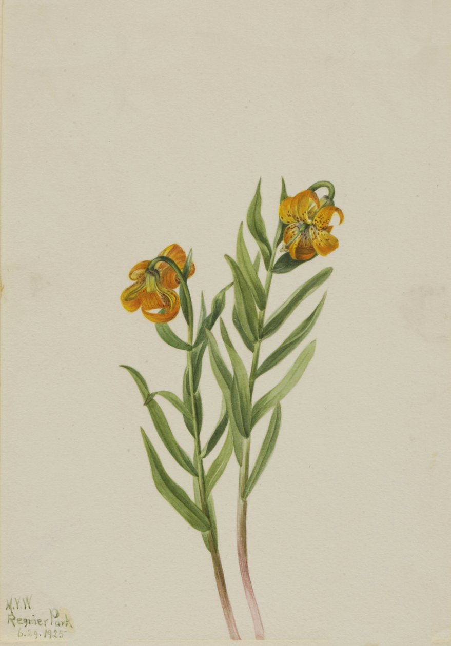 Lys de Columbia Lilium columbianum, 1925 - Mary Vaux Walcott