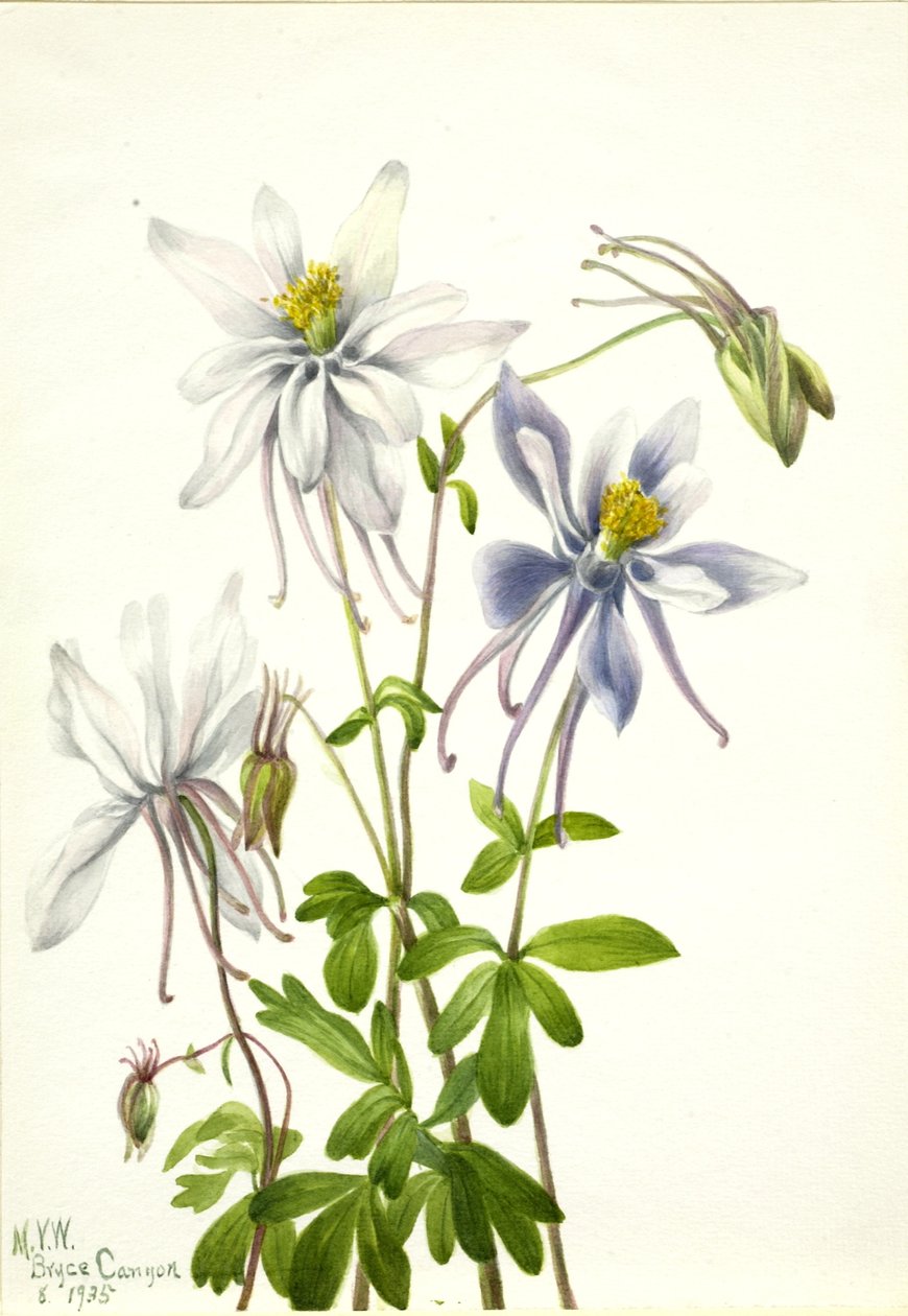 Ancolie (Aquilegia ecalcarata) - Mary Vaux Walcott