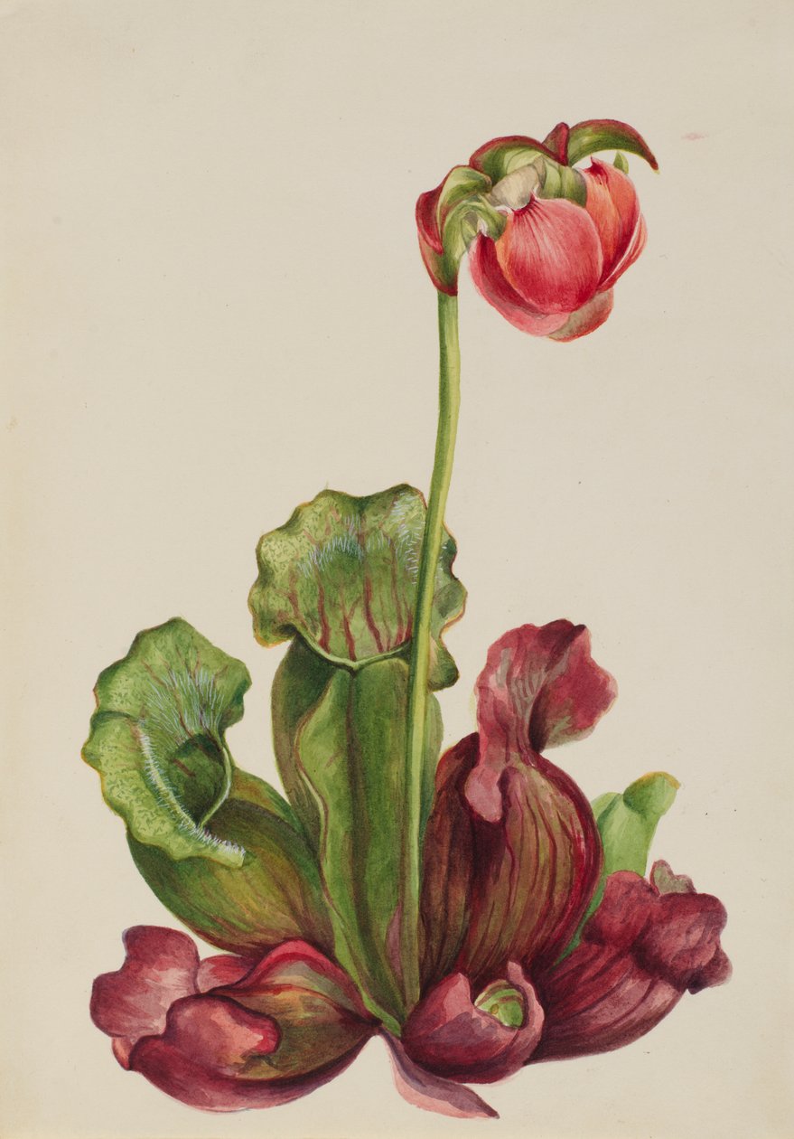 Sarracénie pourpre - Mary Vaux Walcott