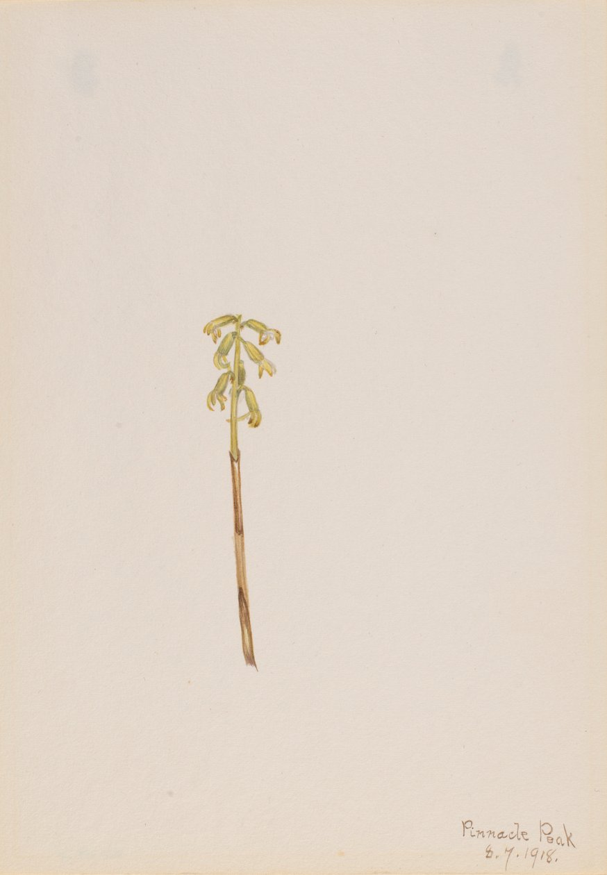 Corathorhiza corallorhiza - Mary Vaux Walcott