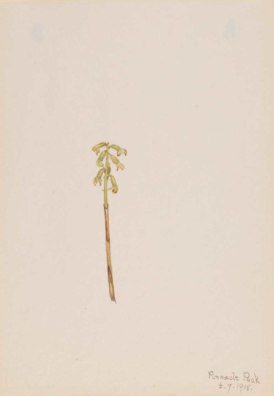 Corathorhiza corallorhiza - Mary Vaux Walcott