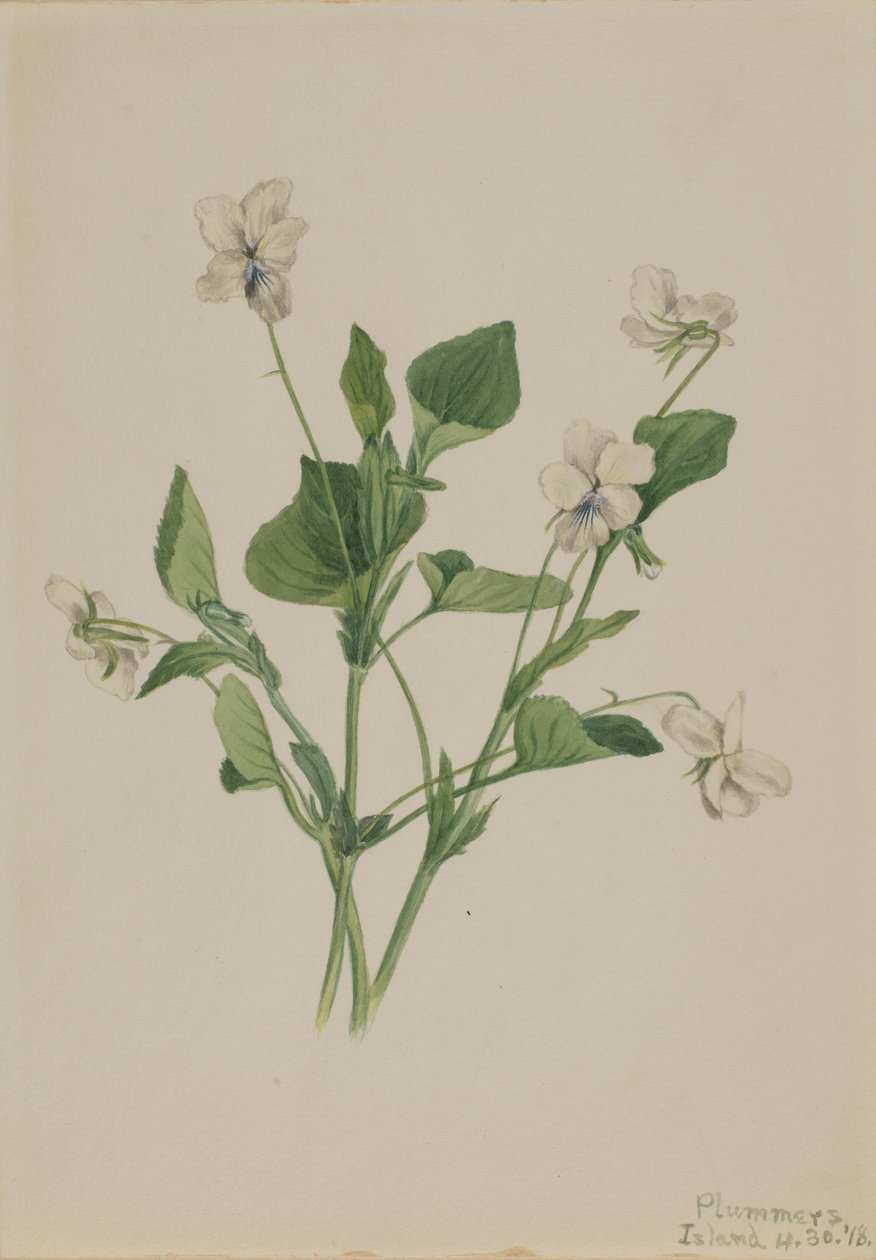 Violette crème (Viola striata) - Mary Vaux Walcott