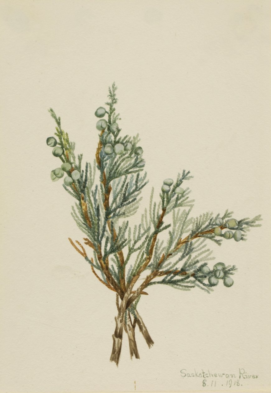 Genévrier rampant Juniperus horizontalis, 1918 - Mary Vaux Walcott