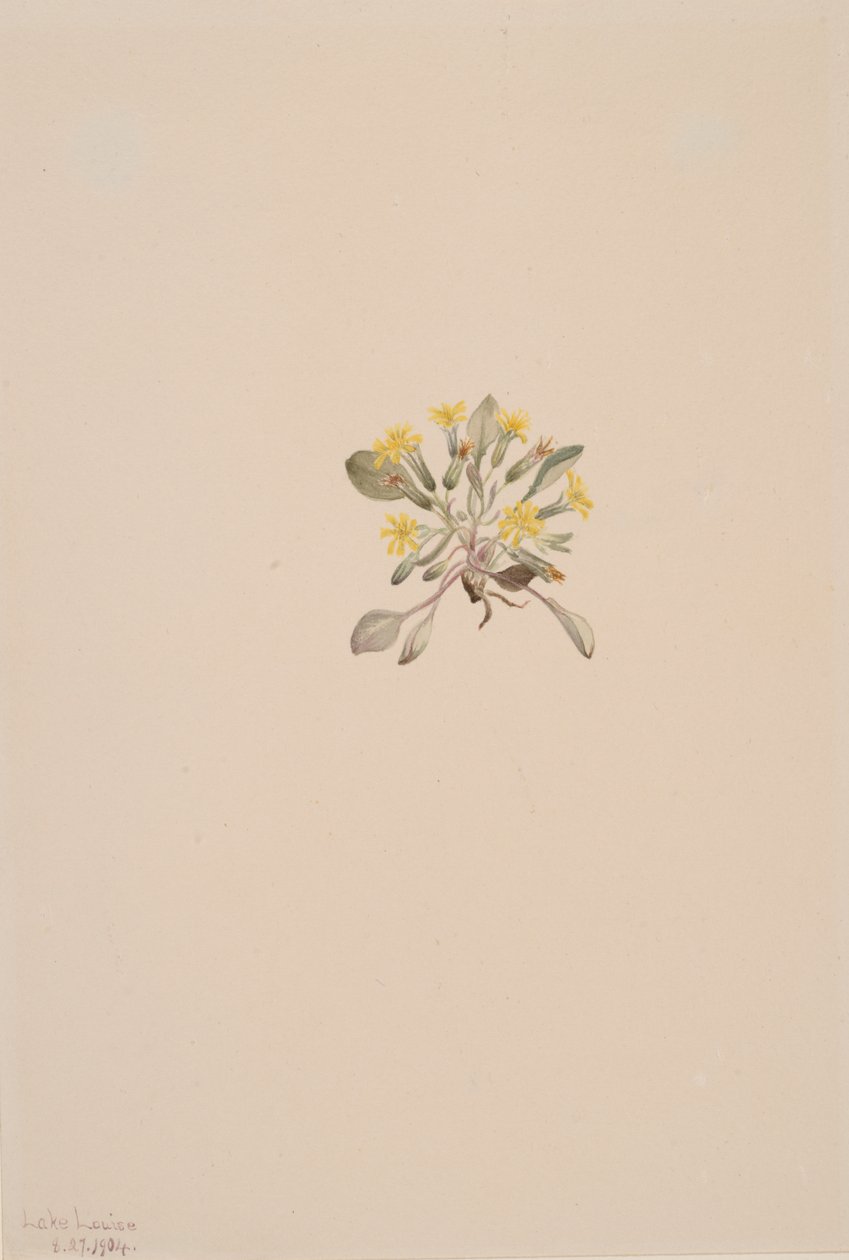 Crepis Elegans, 1904 - Mary Vaux Walcott