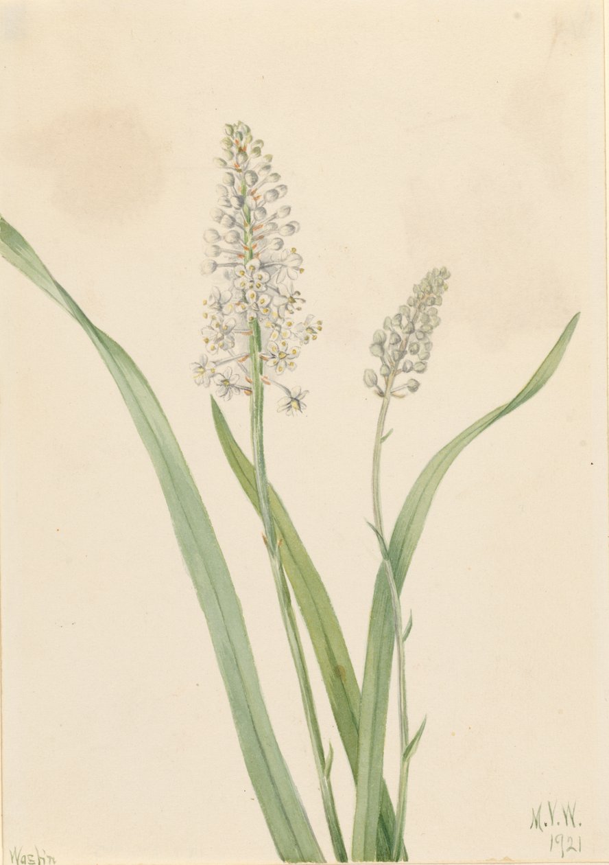Poison de corbeau (Chrosperma muscaetoxicum) - Mary Vaux Walcott