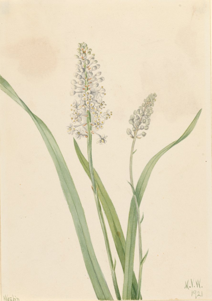 Crowpoison Chrosperma muscaetoxicum, 1921 - Mary Vaux Walcott