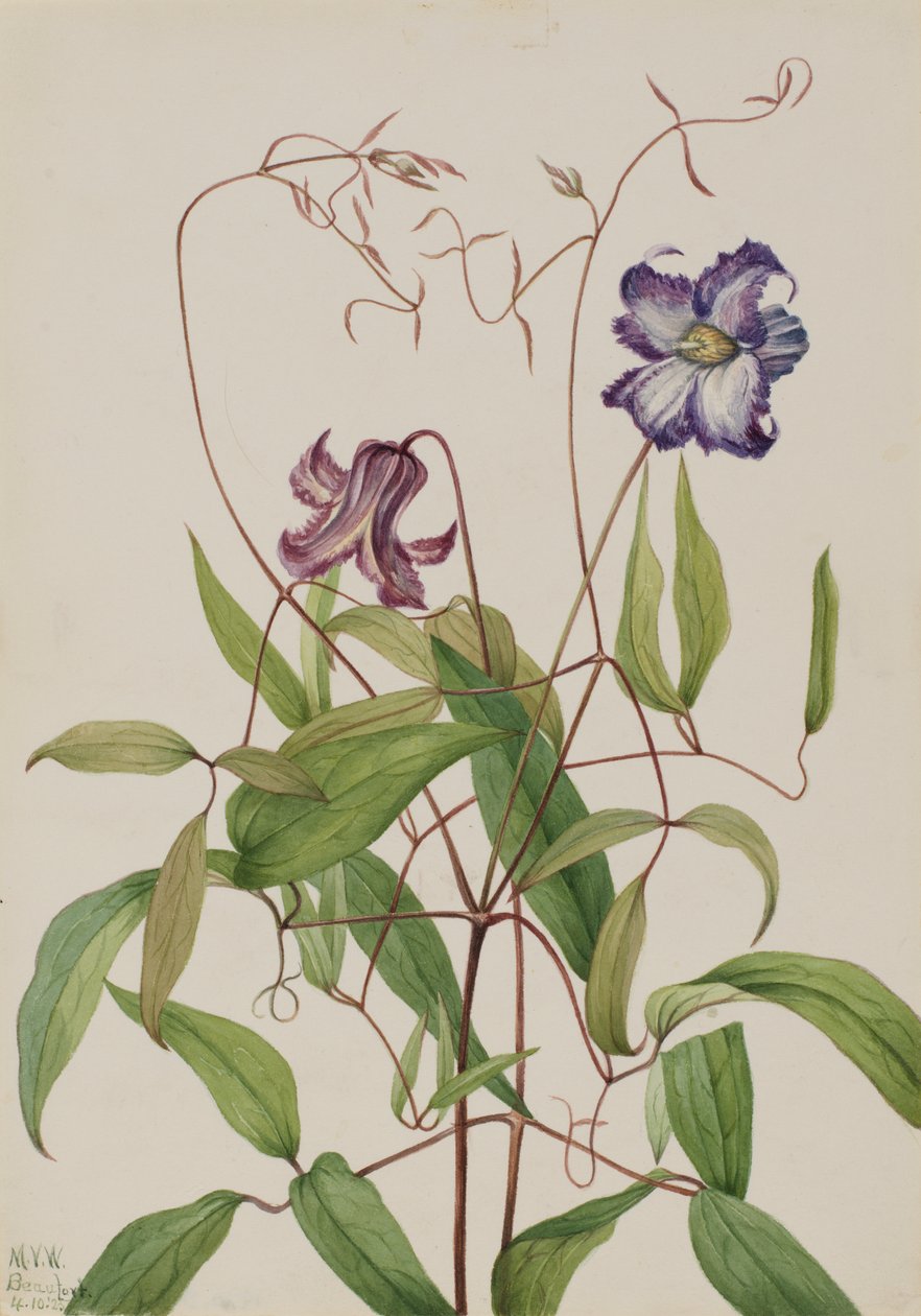 Clématite bouclée Clematis crispa, 1925 - Mary Vaux Walcott