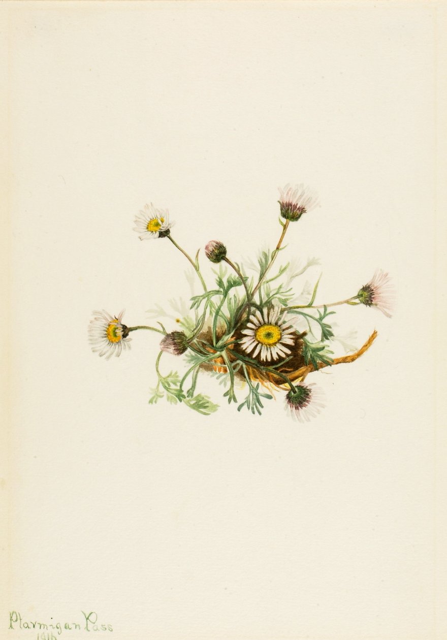 Vergerette à feuilles coupées (Erigeron compositus) - Mary Vaux Walcott