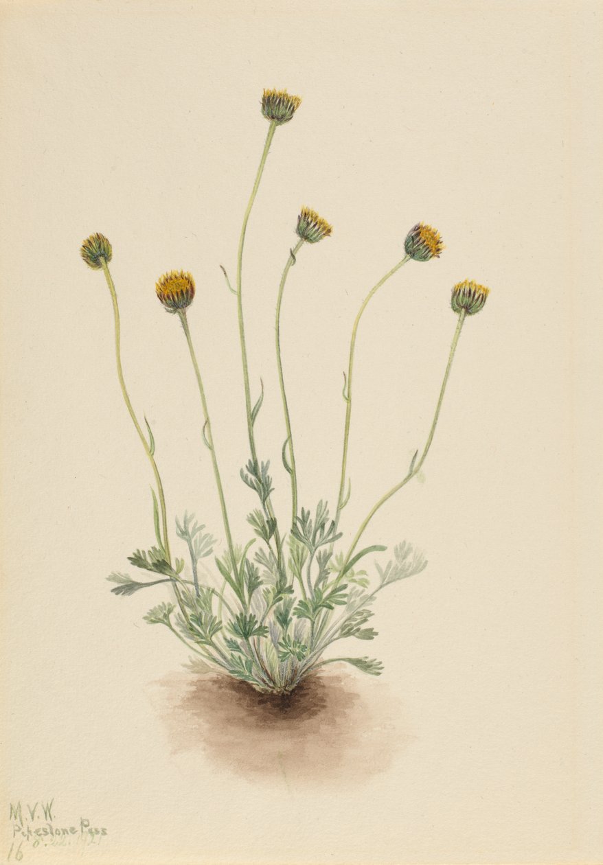 Vergerette à feuilles découpées Erigeron compositus nudus, 1921 - Mary Vaux Walcott