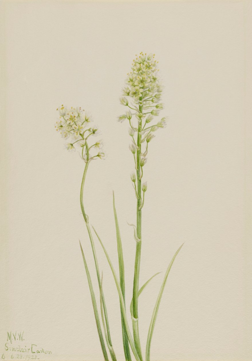 Camas de la mort Zygadenus venenosus, 1923 - Mary Vaux Walcott