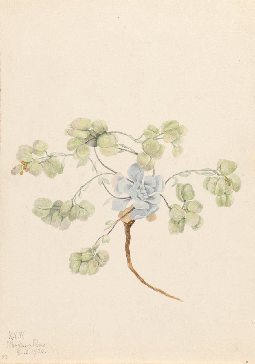 Physaria didymocarpa, 1920 - Mary Vaux Walcott