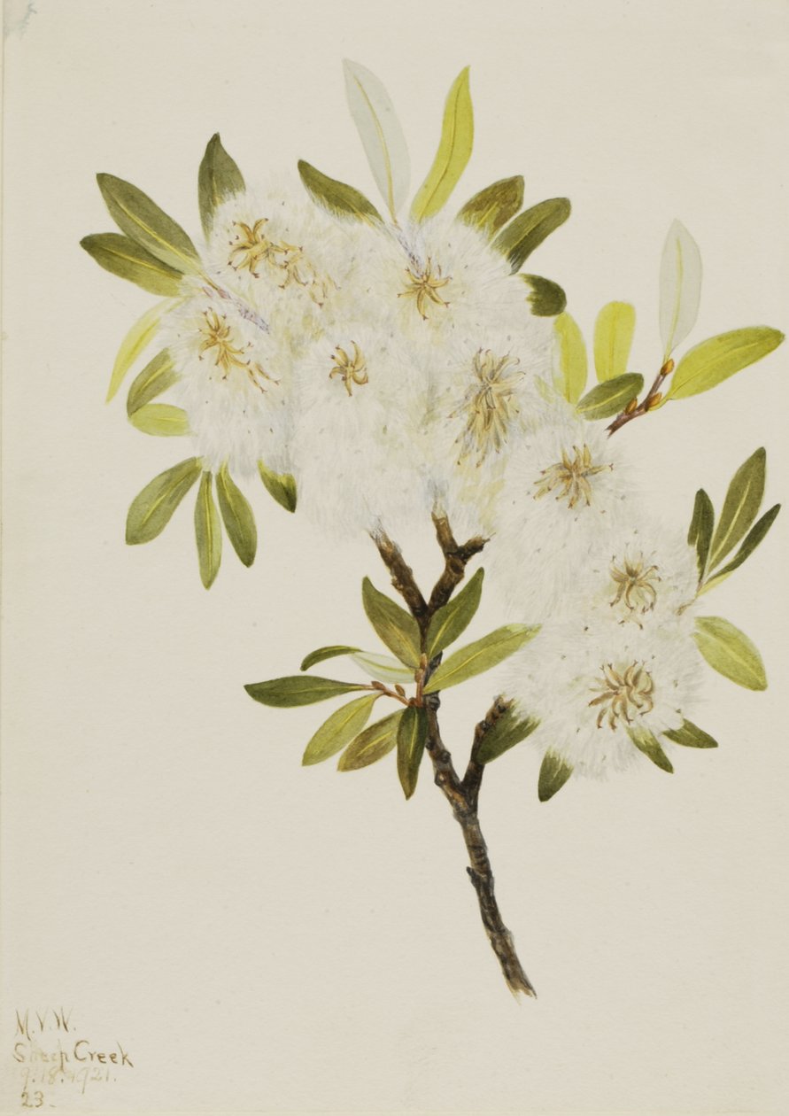 Saule de Drummond Salix drummondiana, 1921 - Mary Vaux Walcott