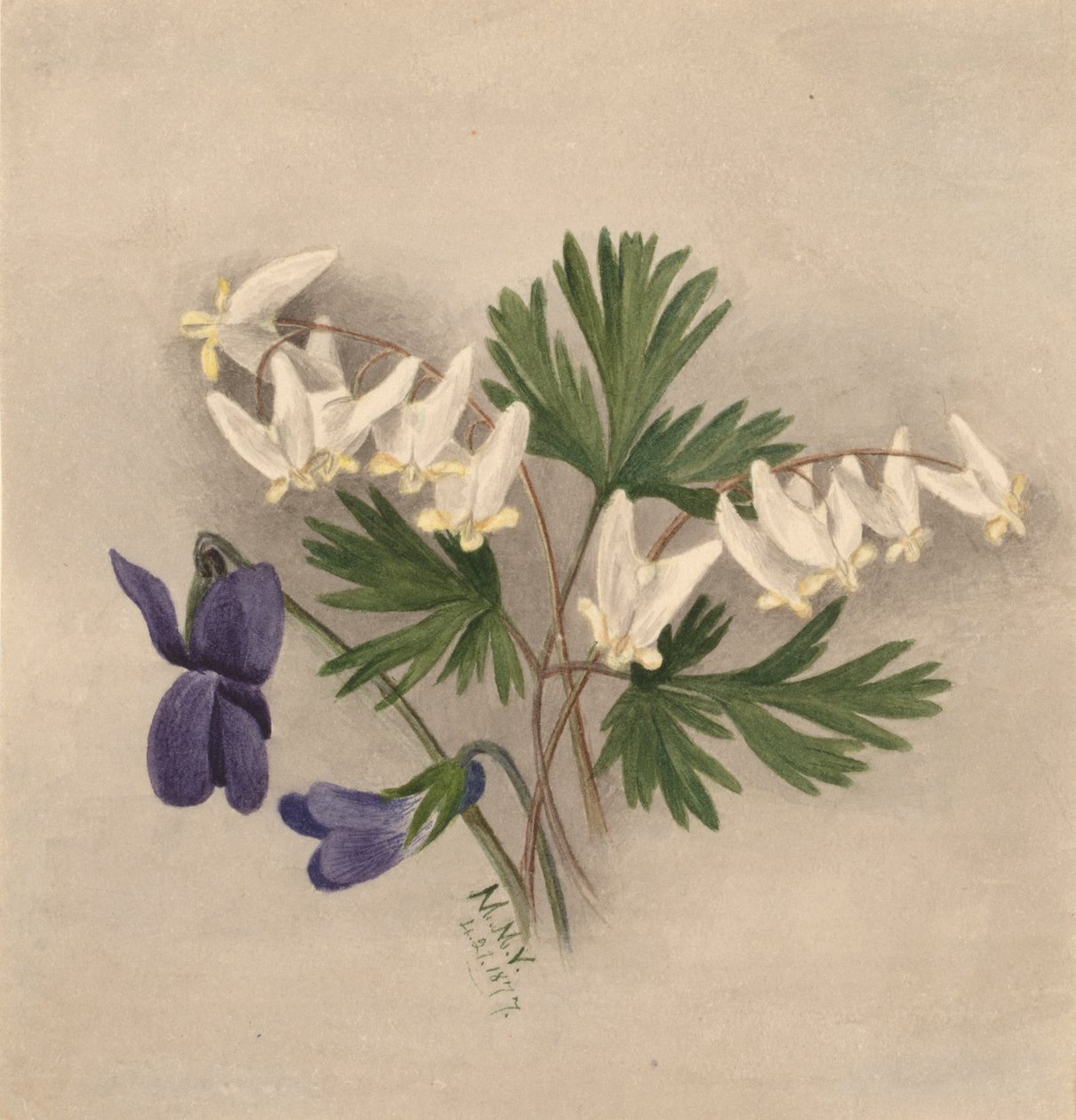 Culotte-de-hollandais Bikukulla cucullaria - Mary Vaux Walcott