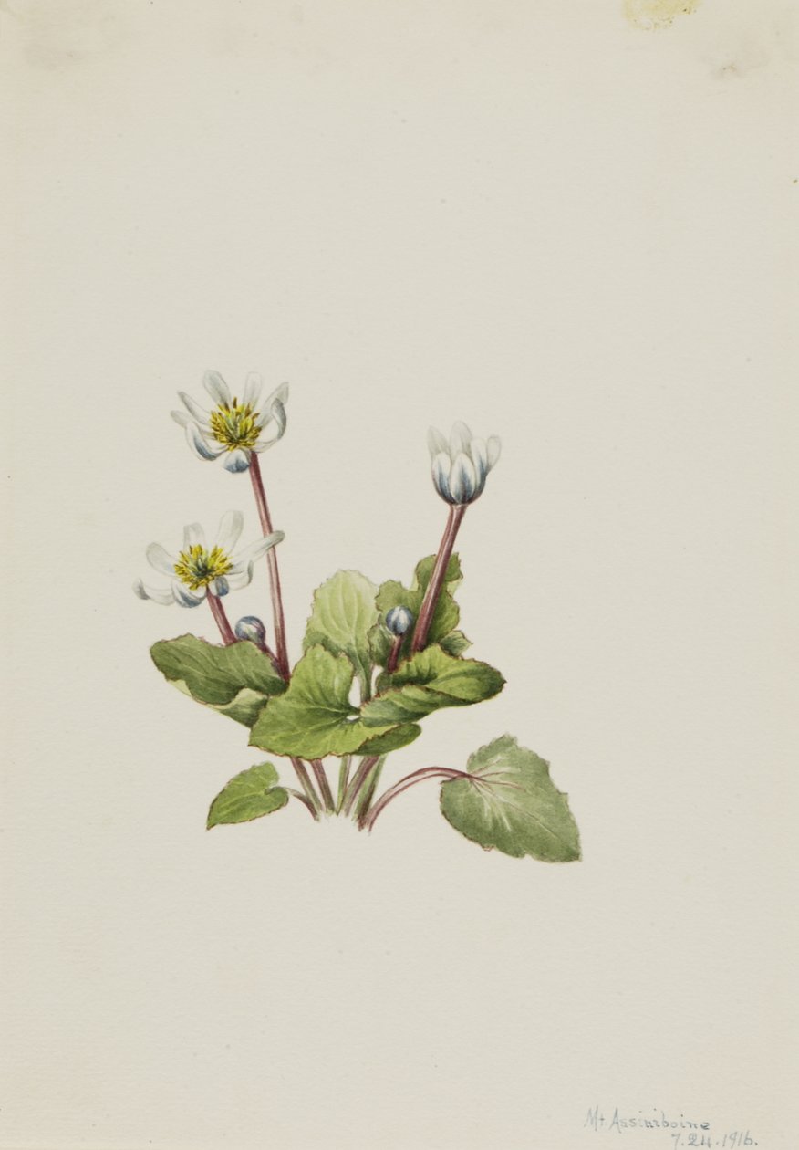 Populage des marais, 1916 - Mary Vaux Walcott