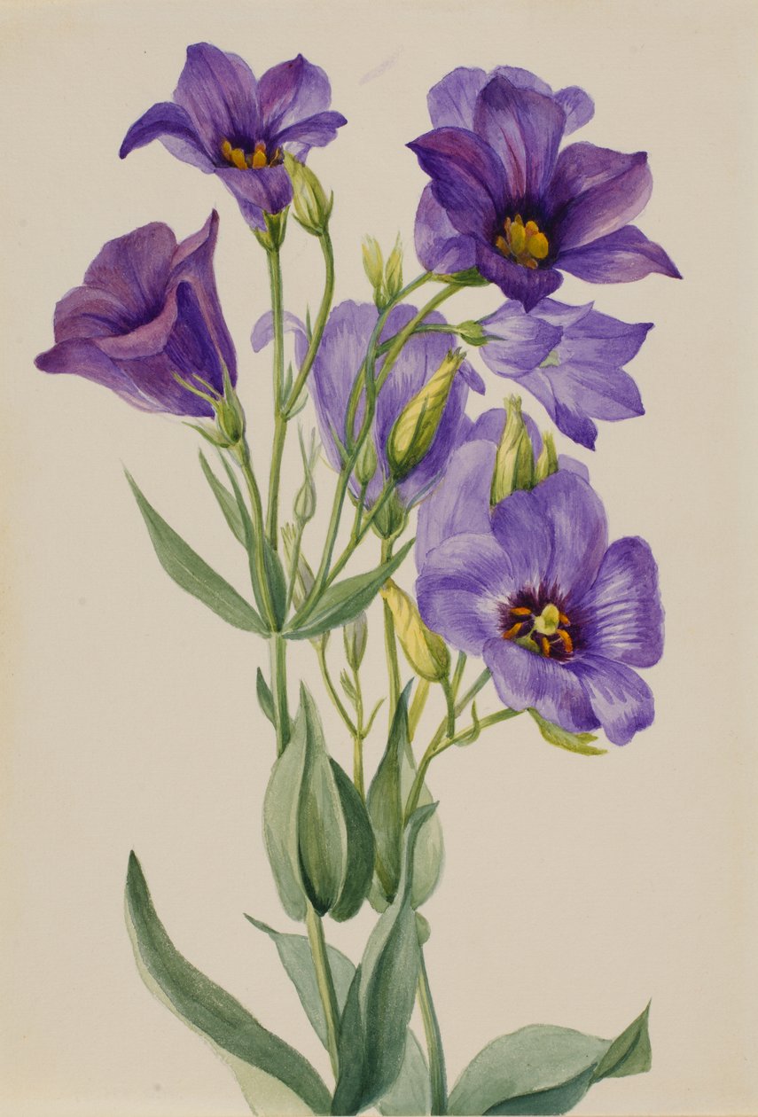 Eustoma russelianum, début des années 1930 - Mary Vaux Walcott
