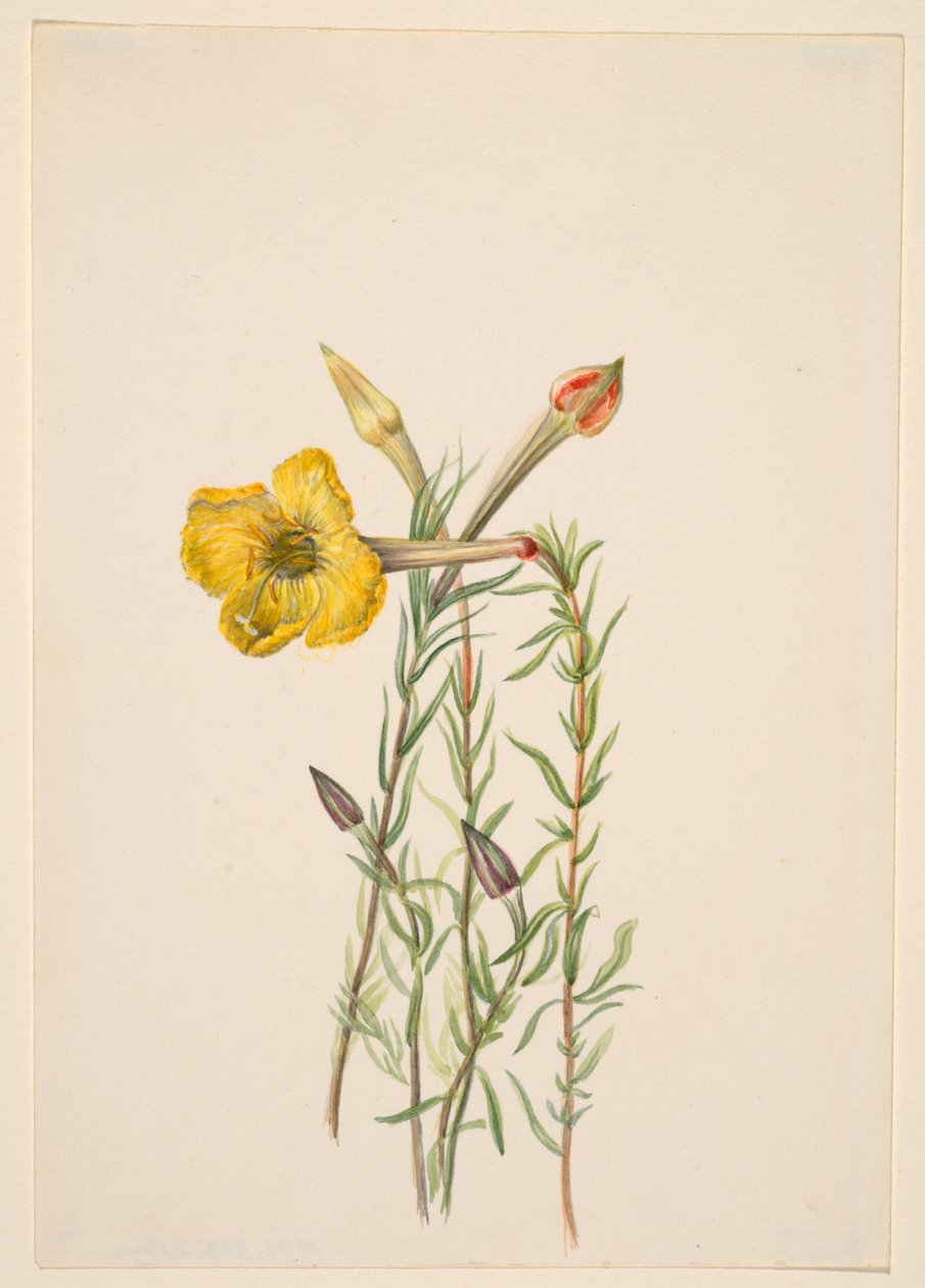 Onagre (Oenothera lavandalaefolia) - Mary Vaux Walcott